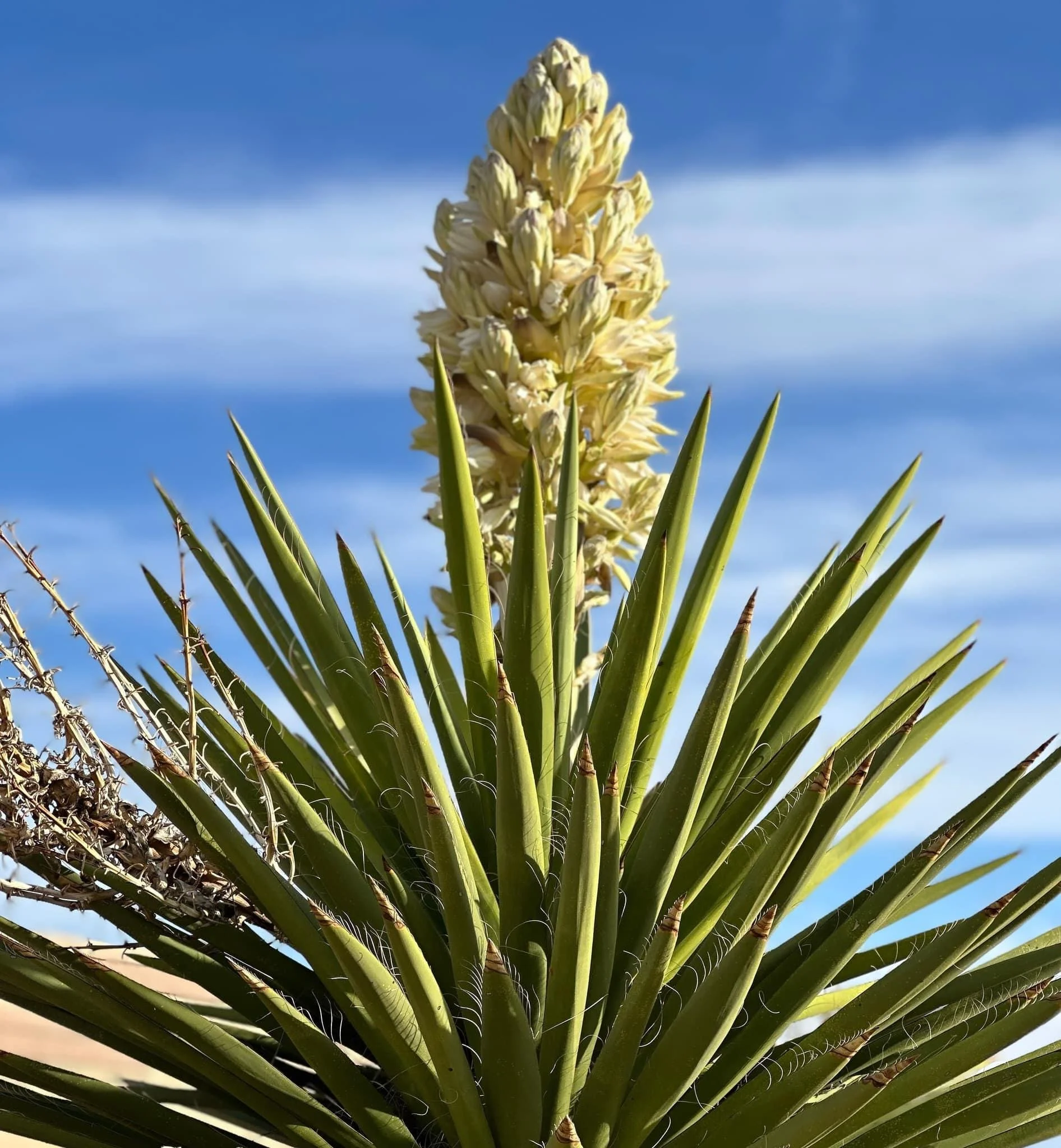 Professional counseling services in Las Cruces, New Mexico for children, teens, and adults.