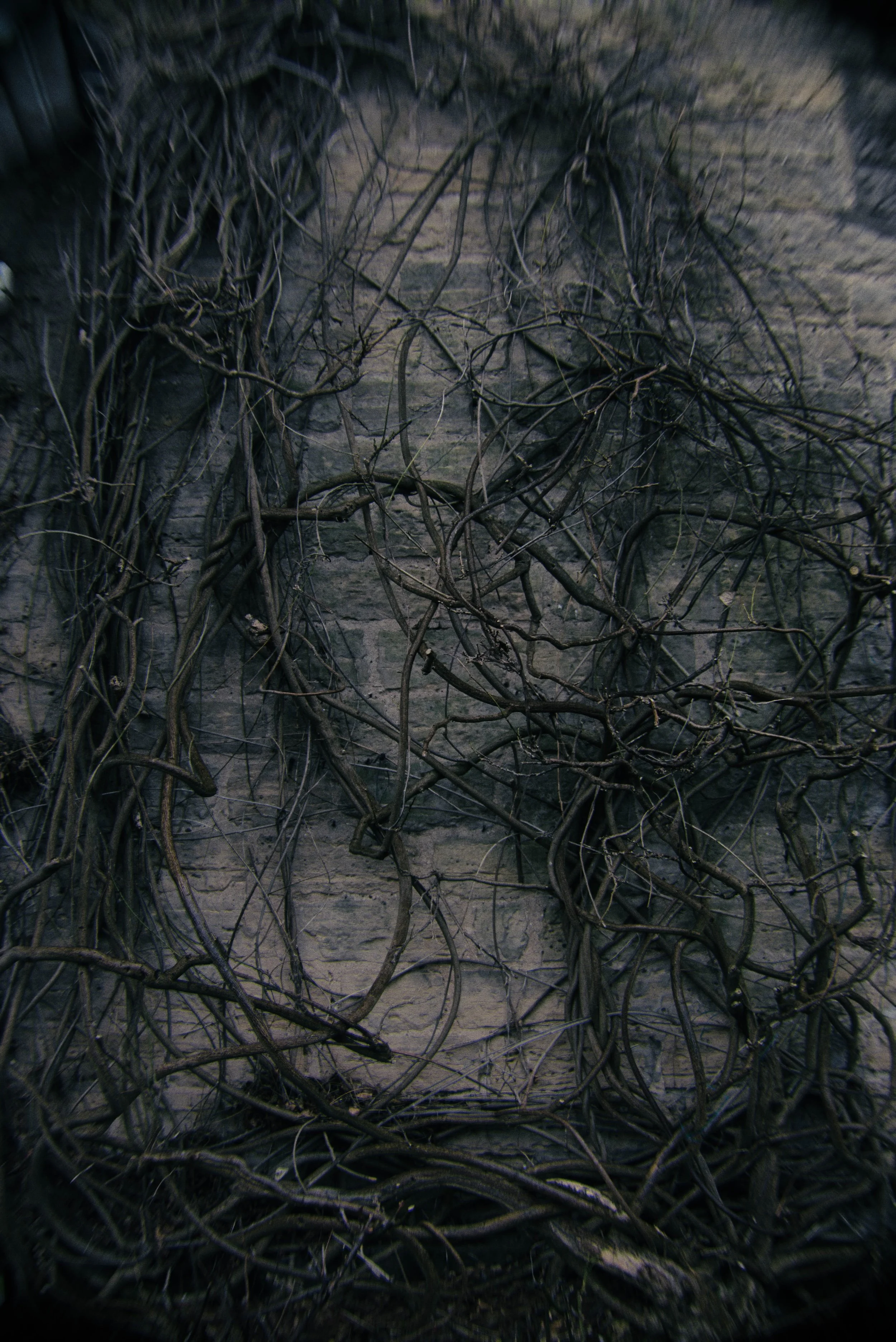 Close-up of a brick wall covered with leafless, tangled vines.