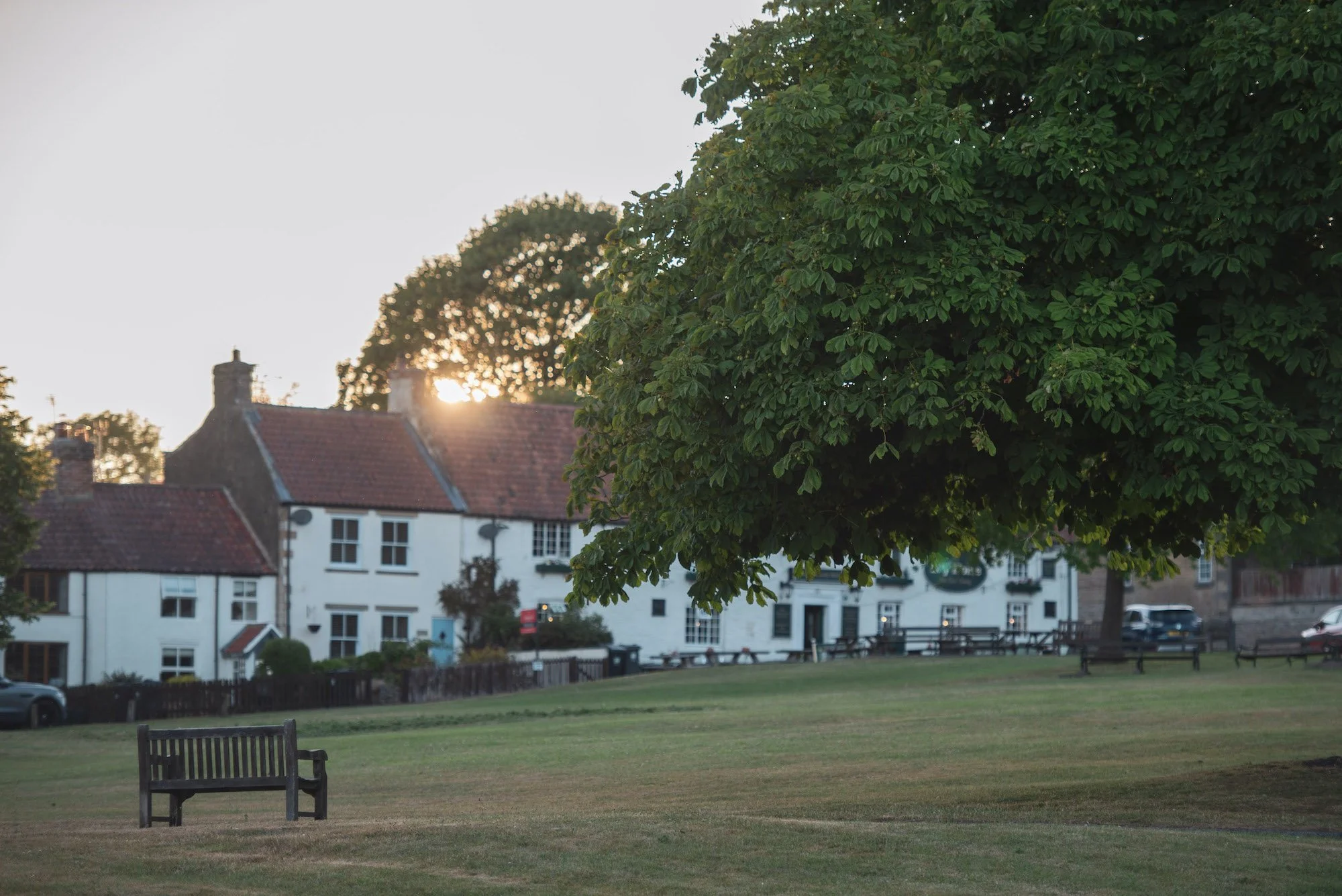 A park with a large tree, a bench, and houses in the background during sunset.