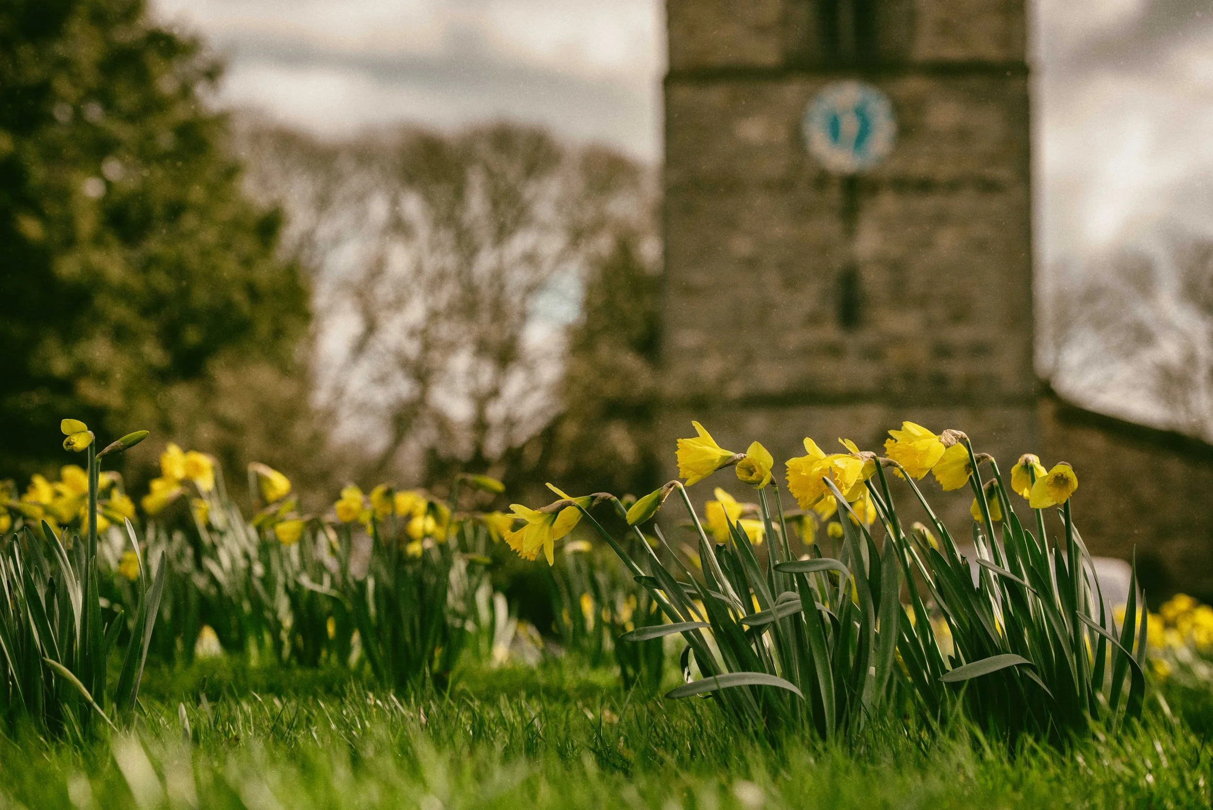 A field of yellow daffodils with a historic clock tower in the background, trees with bare branches, and a cloudy sky.