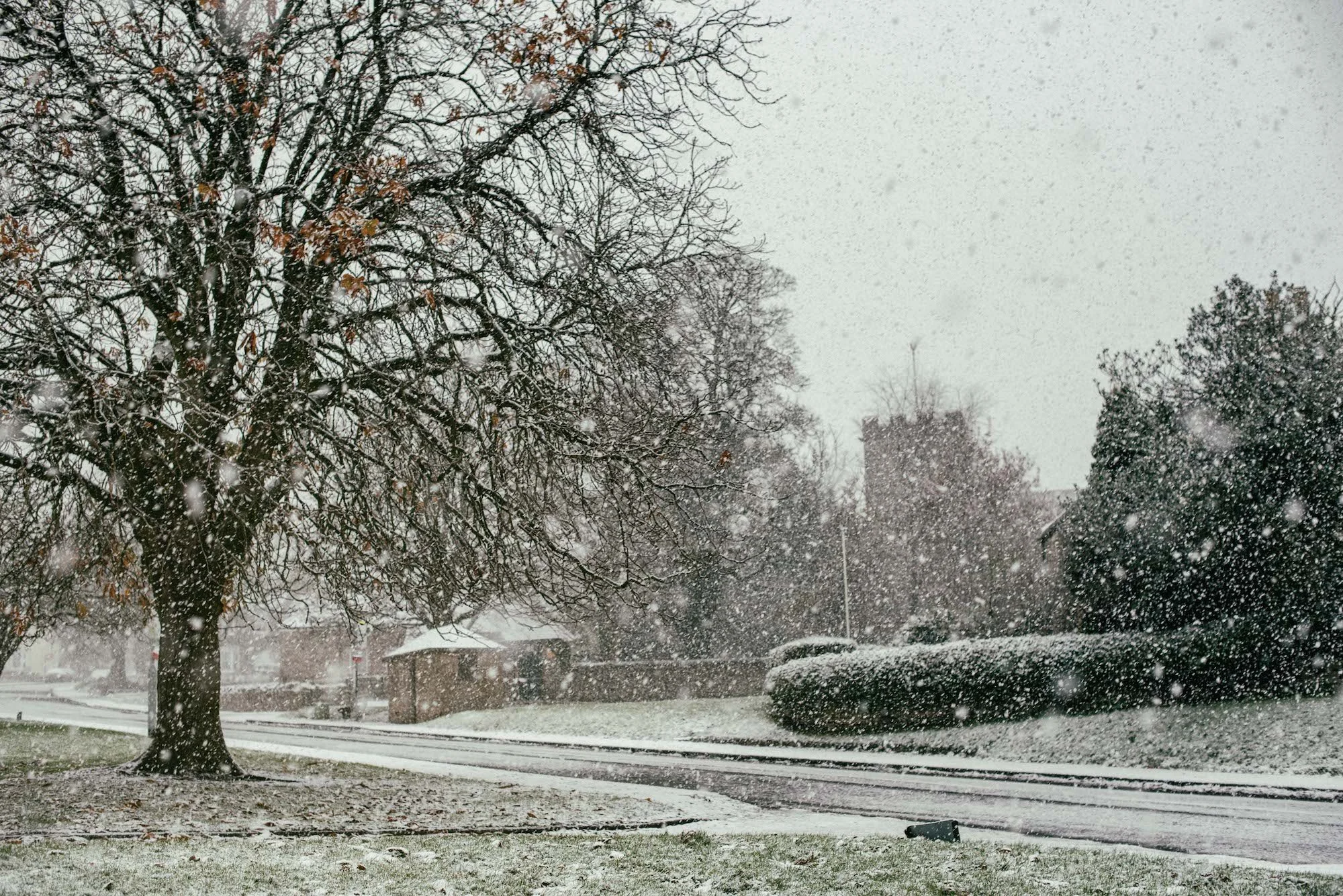 A snowy day with snow falling on bare trees and a residential street with parked cars and houses in the background.