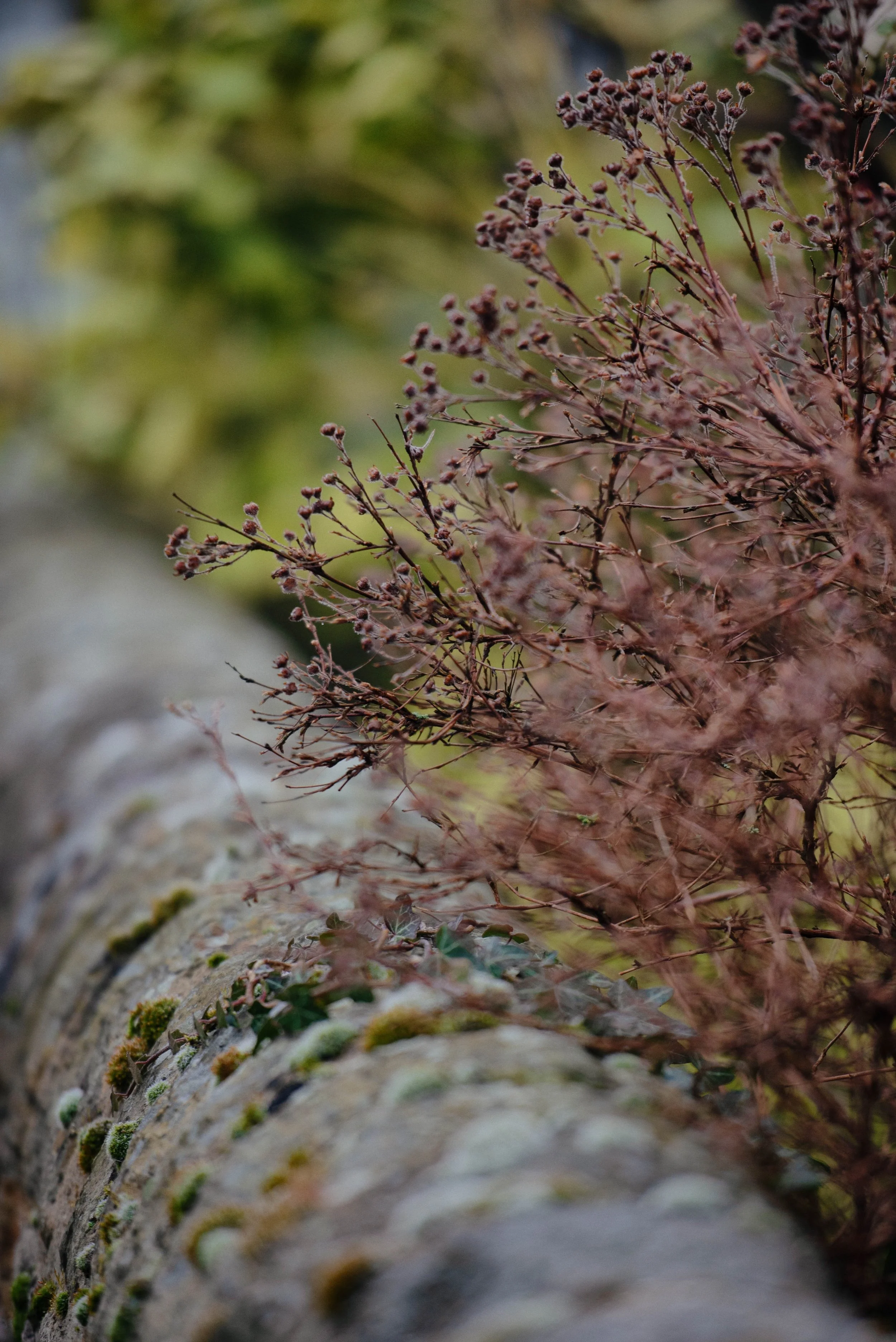 Close-up of a tree trunk with moss and intertwining branches with dried berries, surrounded by blurred green foliage.