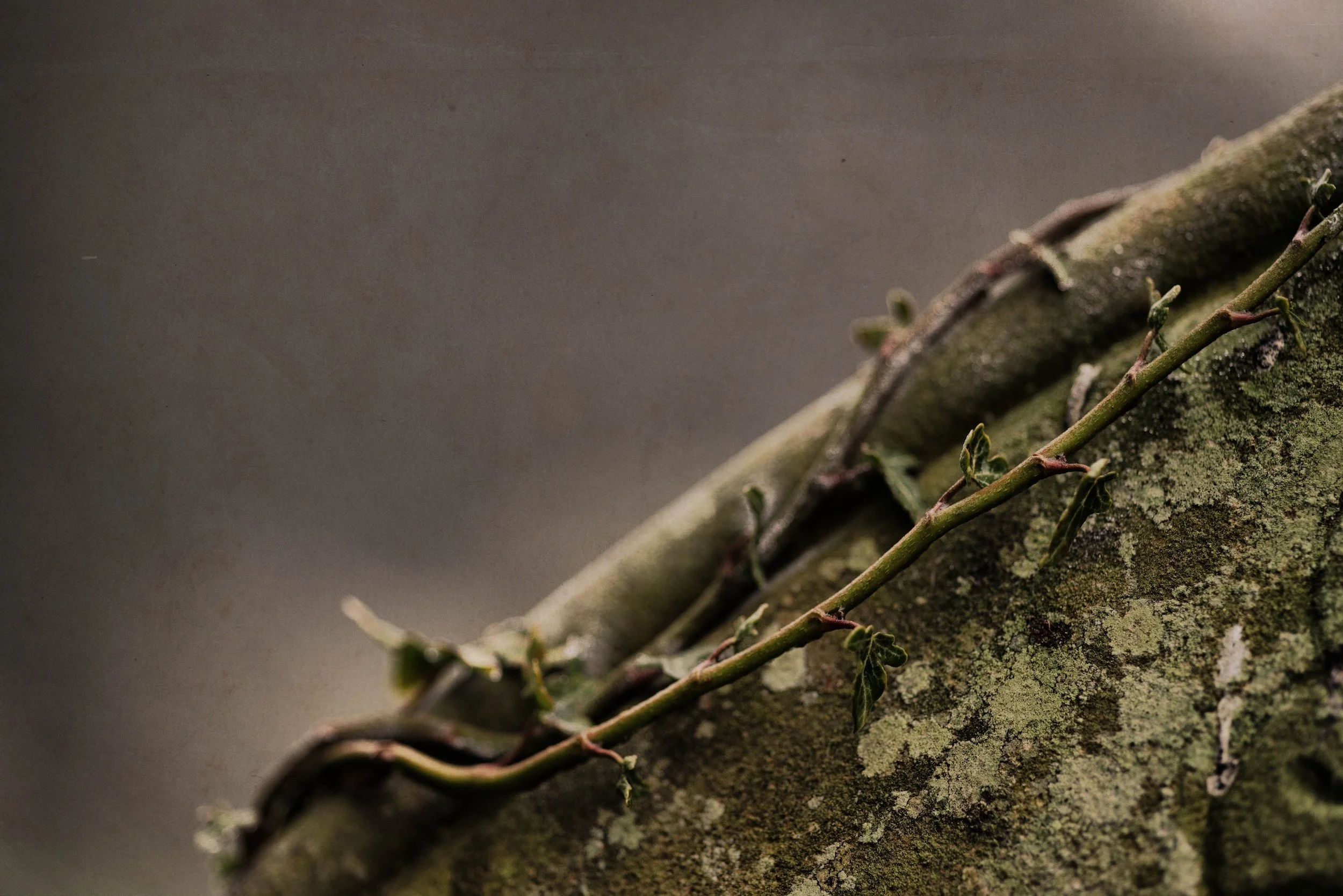 Close-up of a moss-covered branch with small green buds growing on it, against a blurred, dark background.