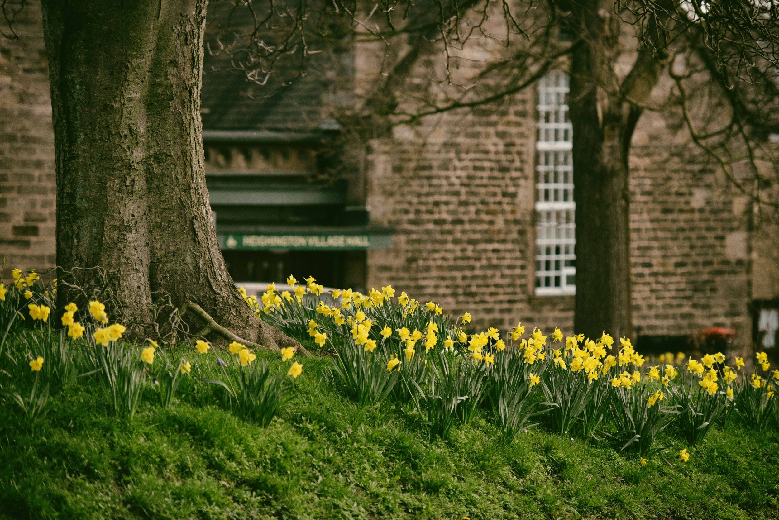 A park with a large tree trunk and yellow daffodils blooming in the foreground. In the background, there is a brick building with a white window and a green sign that reads 'HERSHBERG VILLAGE HALL'.