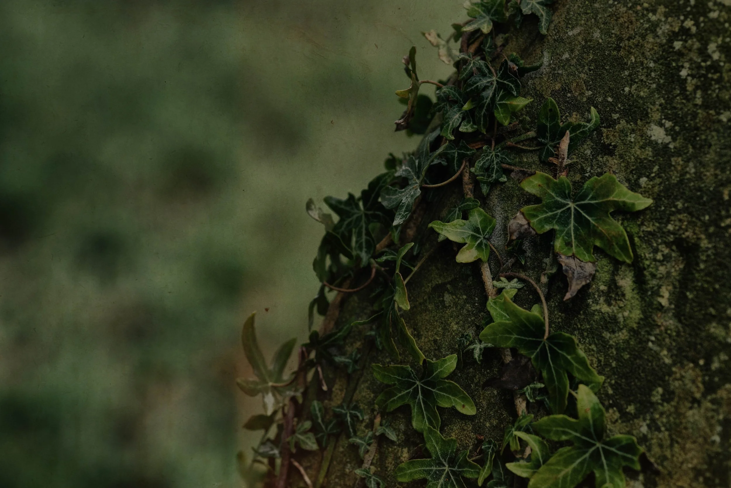 Close-up of green ivy leaves climbing on a moss-covered tree trunk.