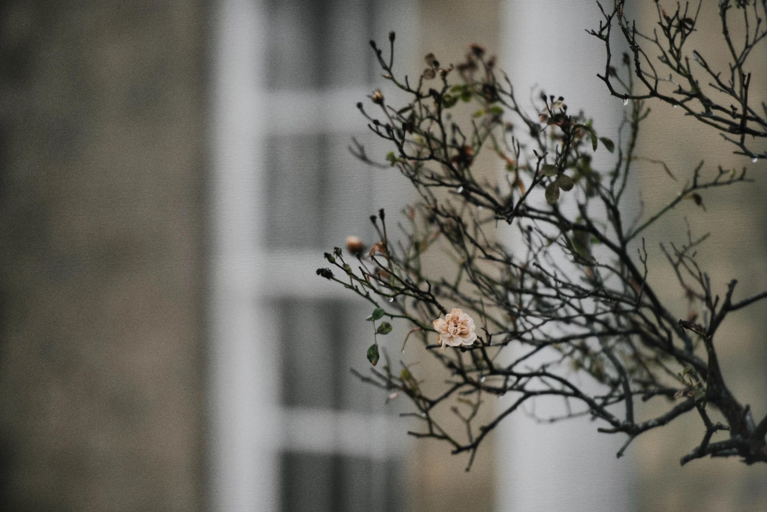 Close-up of a dried, leafless plant with small flower buds and a single white flower, against a blurred background.