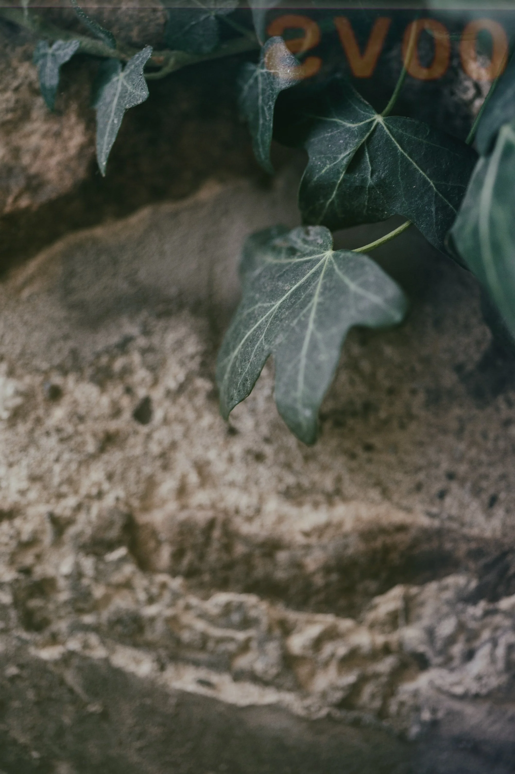 Close-up of green ivy leaves on a tree trunk with bark texture visible.