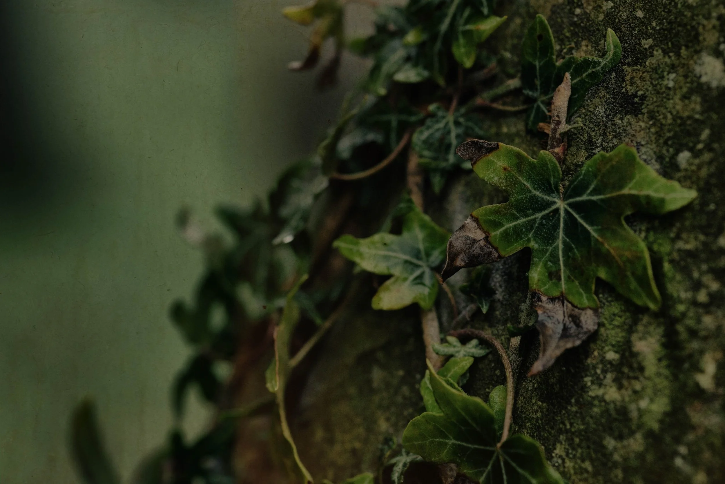 Close-up of green ivy leaves on a moss-covered surface.