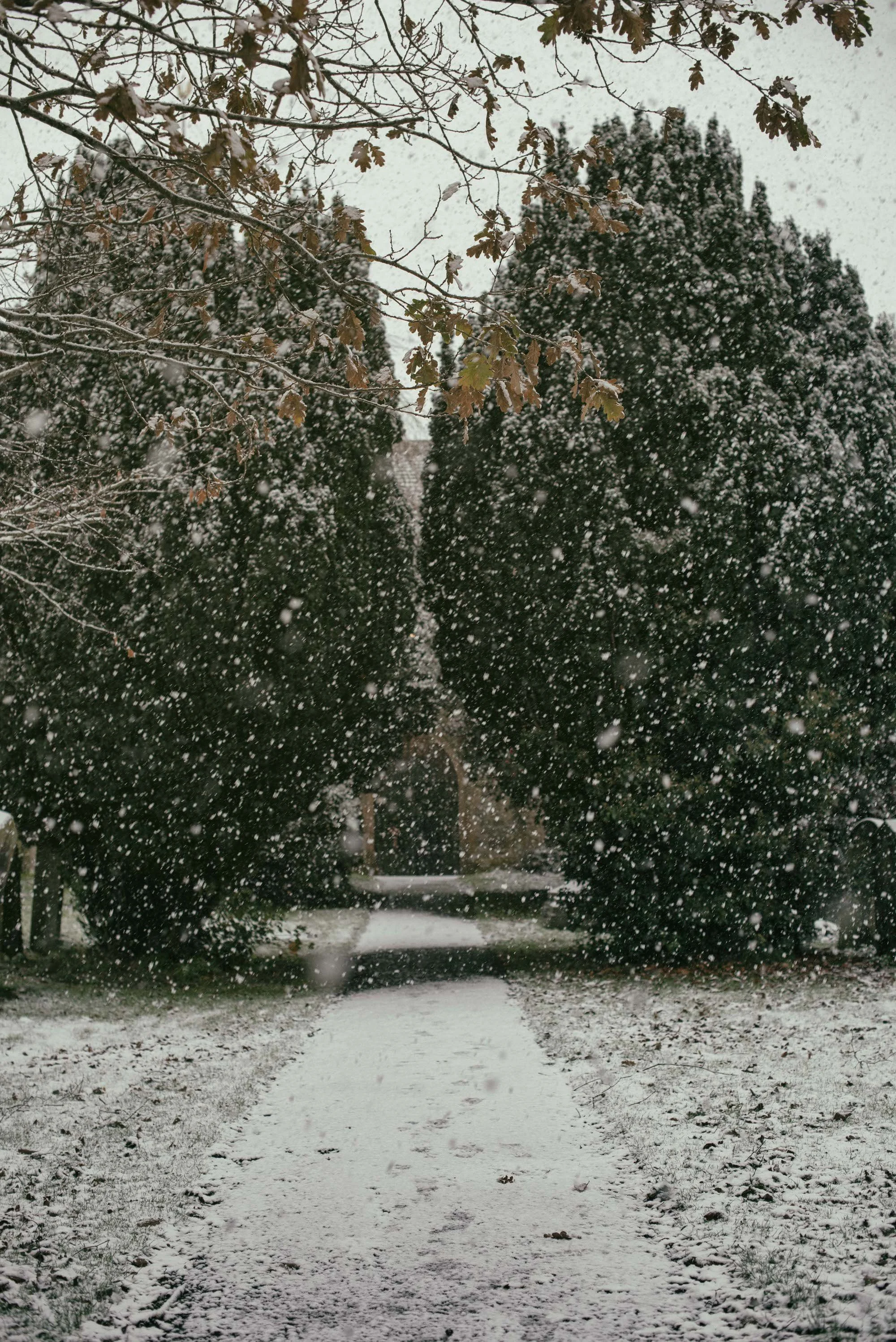 Snow falling on a quiet residential street surrounded by trees and houses