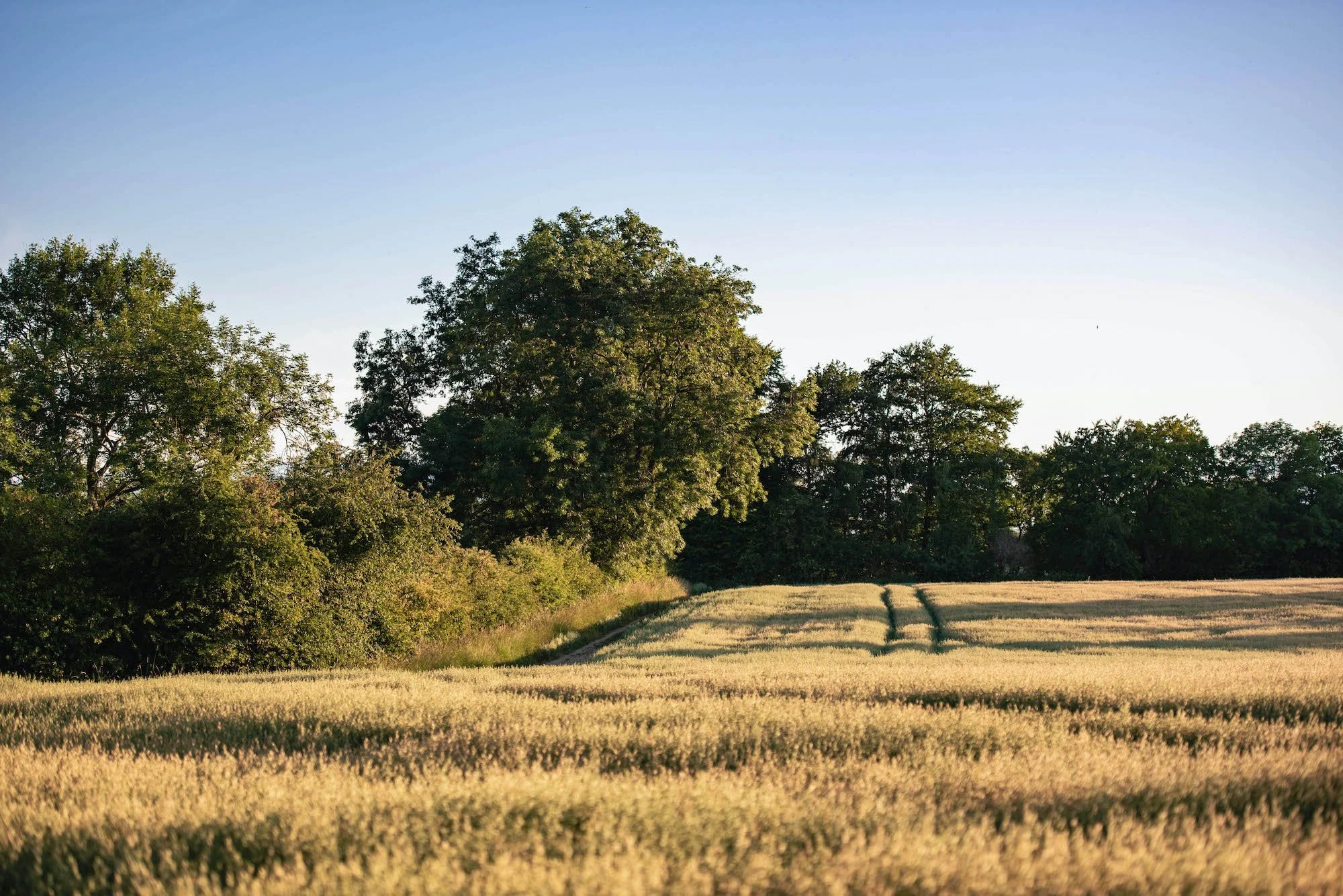 A rural landscape with a dirt path running through a grassy field bordered by trees, under a clear blue sky.
