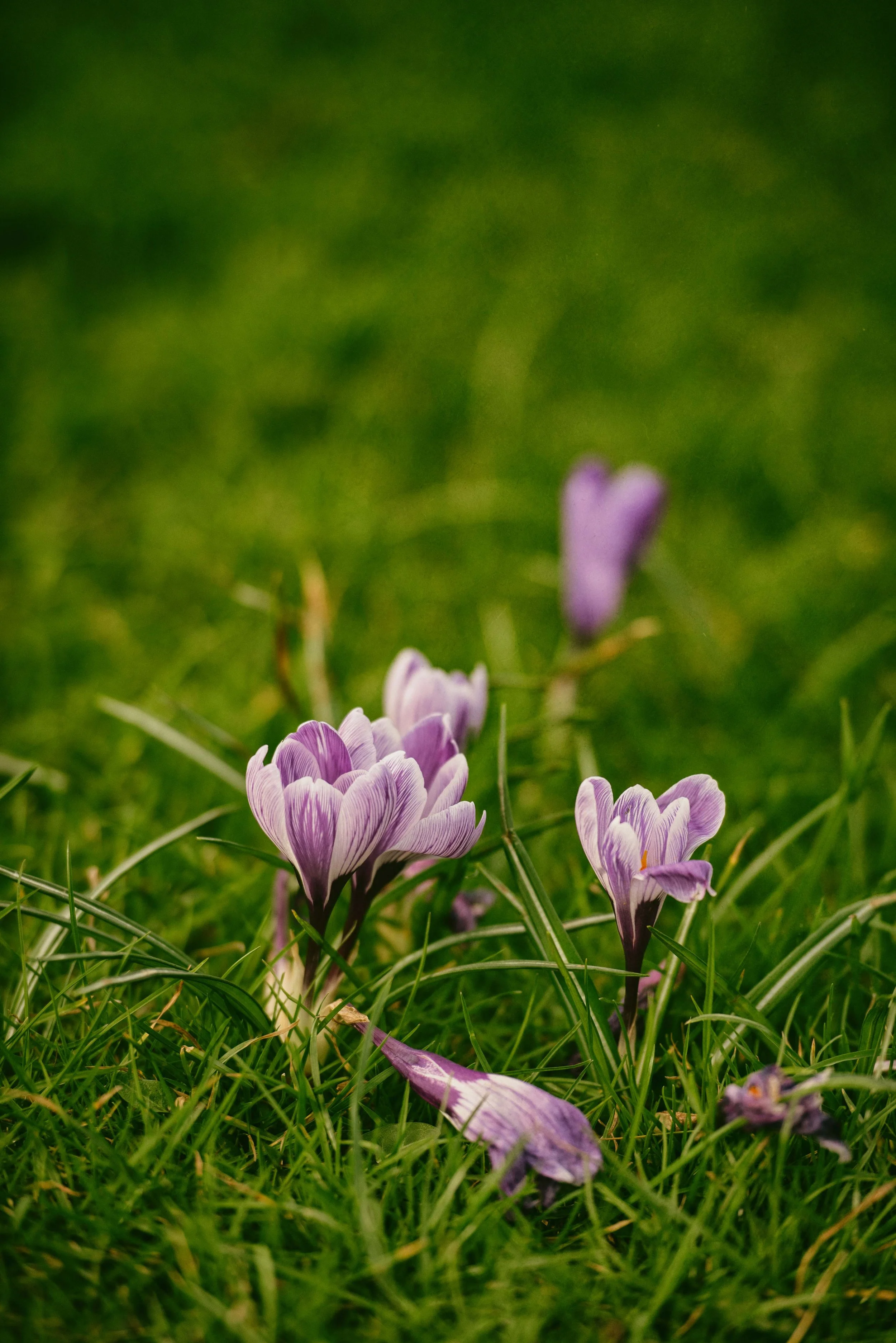 Close-up of purple crocus flowers blooming amidst green grass on a sunny day.