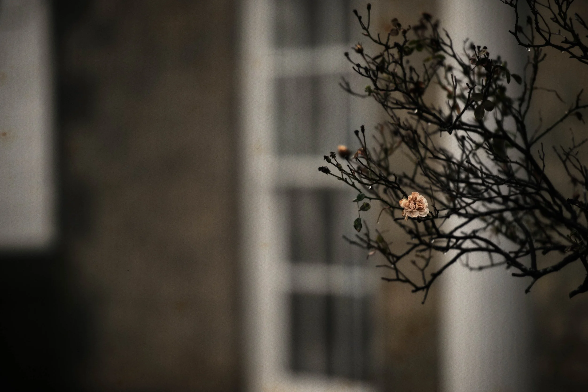 A close-up of a pinkish-beige flower on a dark, leafless branch with a watering droplet hanging from one of the smaller twigs, set against a blurred, gray background.