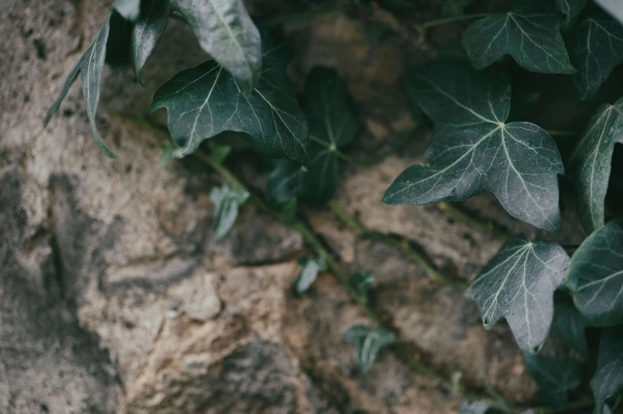 Close-up of green ivy leaves growing on a rough, gray stone surface.