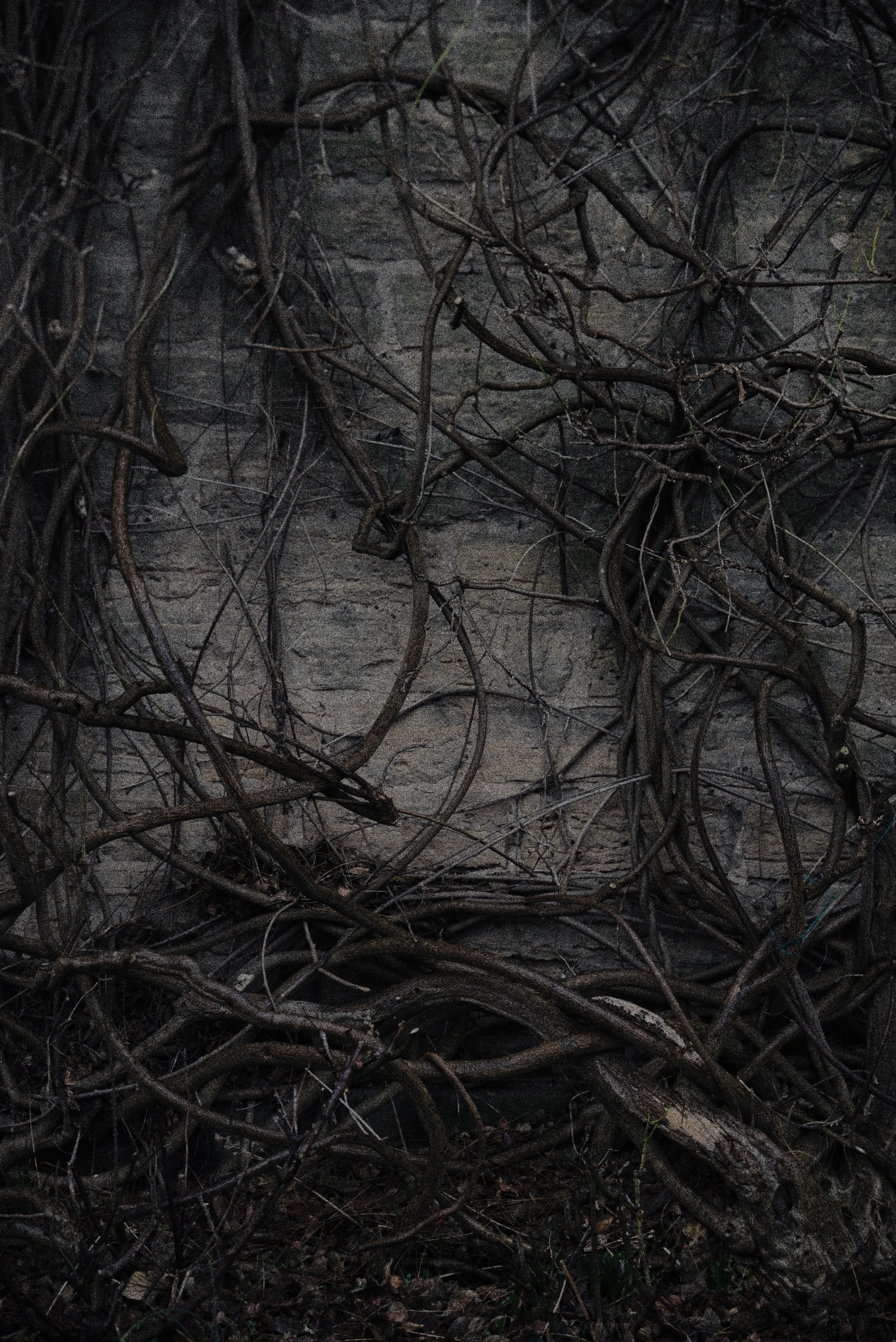 A close-up of a tangled mass of dark, leafless branches against a background of a stone wall, with minimal lighting.