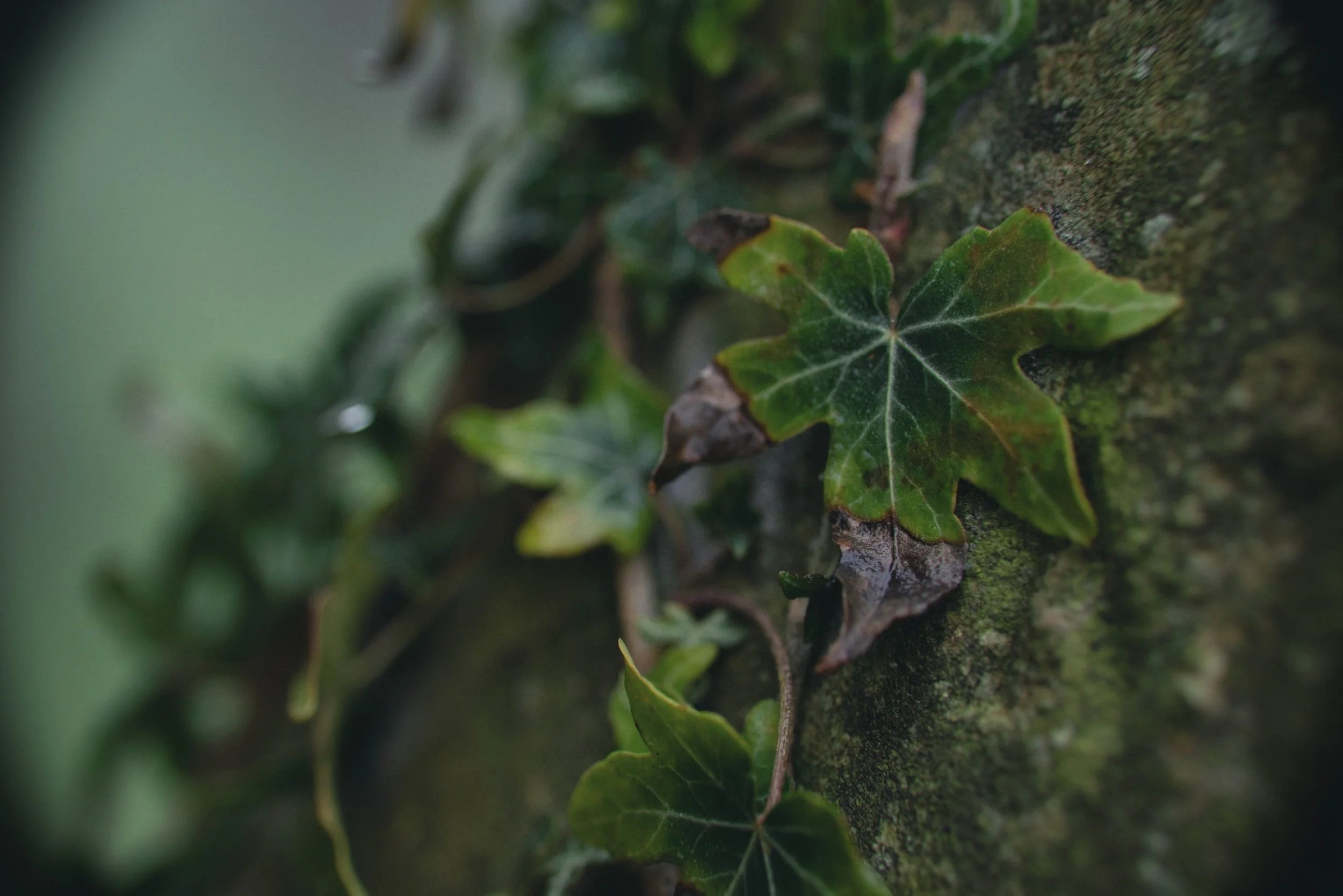 Close-up of green ivy leaves growing on a moss-covered tree trunk.