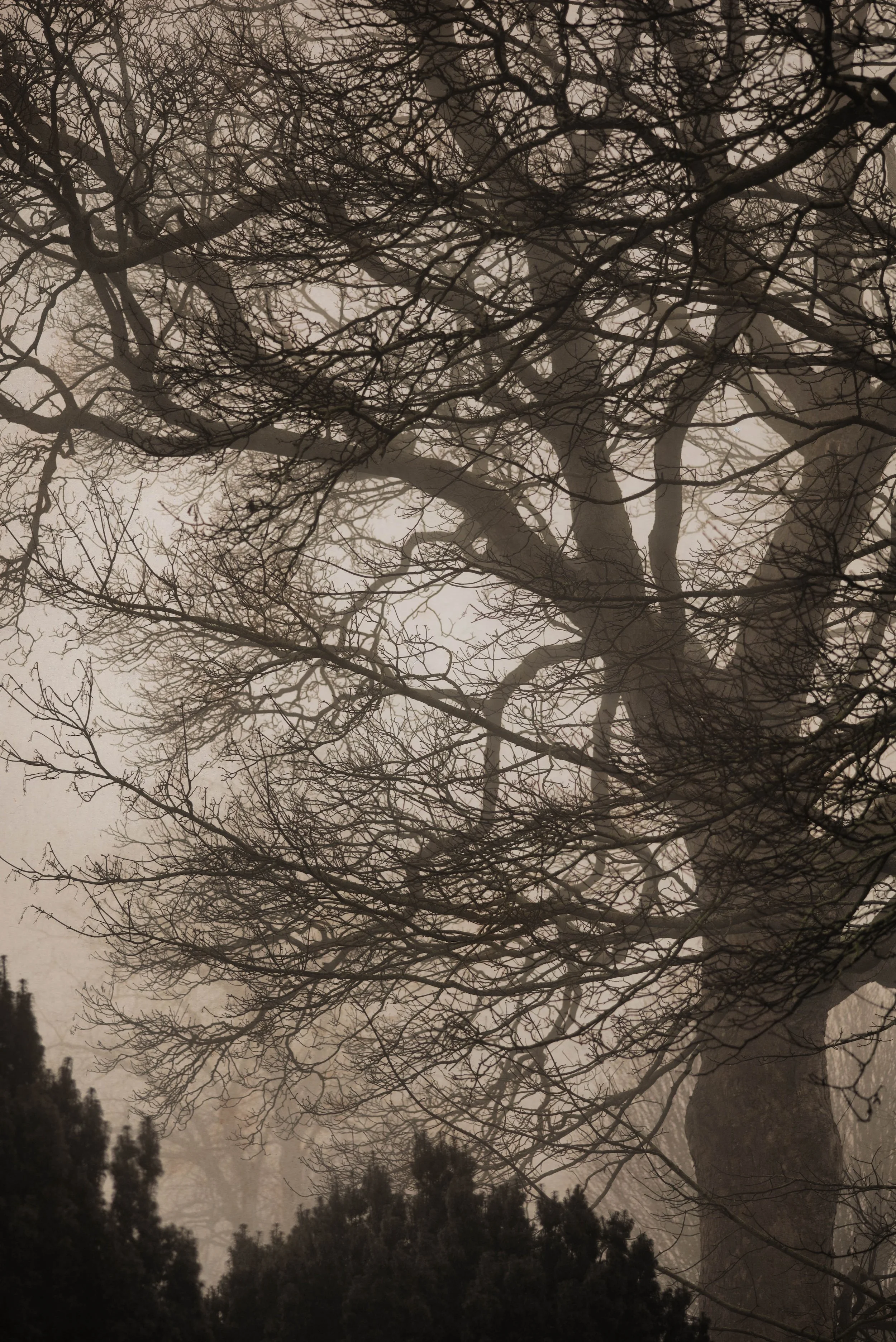A silhouette of bare tree branches against a foggy, overcast sky, with distant trees and foliage at the bottom of the image.