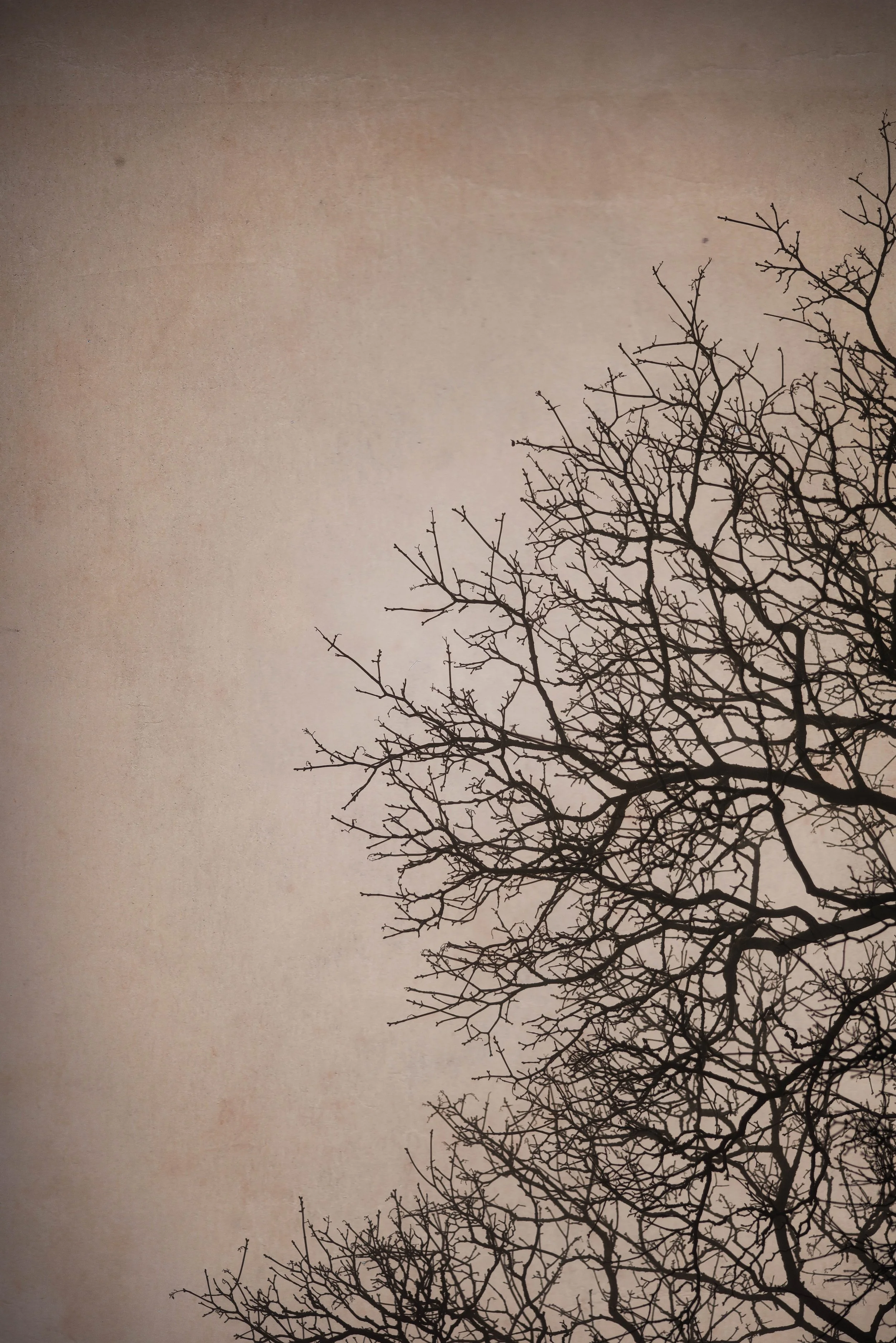 Leafless tree branches with a cloudy, overcast sky in the background.