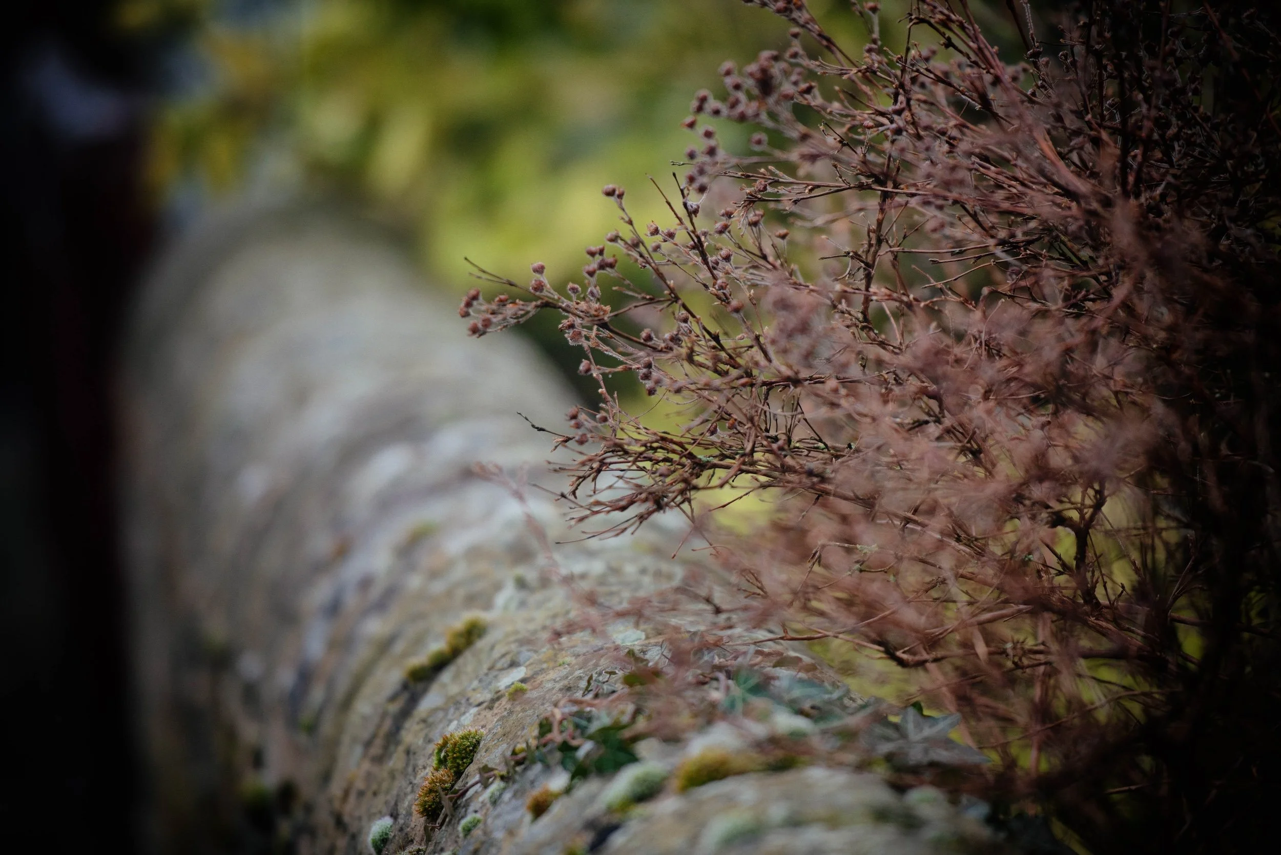 Close-up of tree branches with small dry brown berries and green moss on the bark.