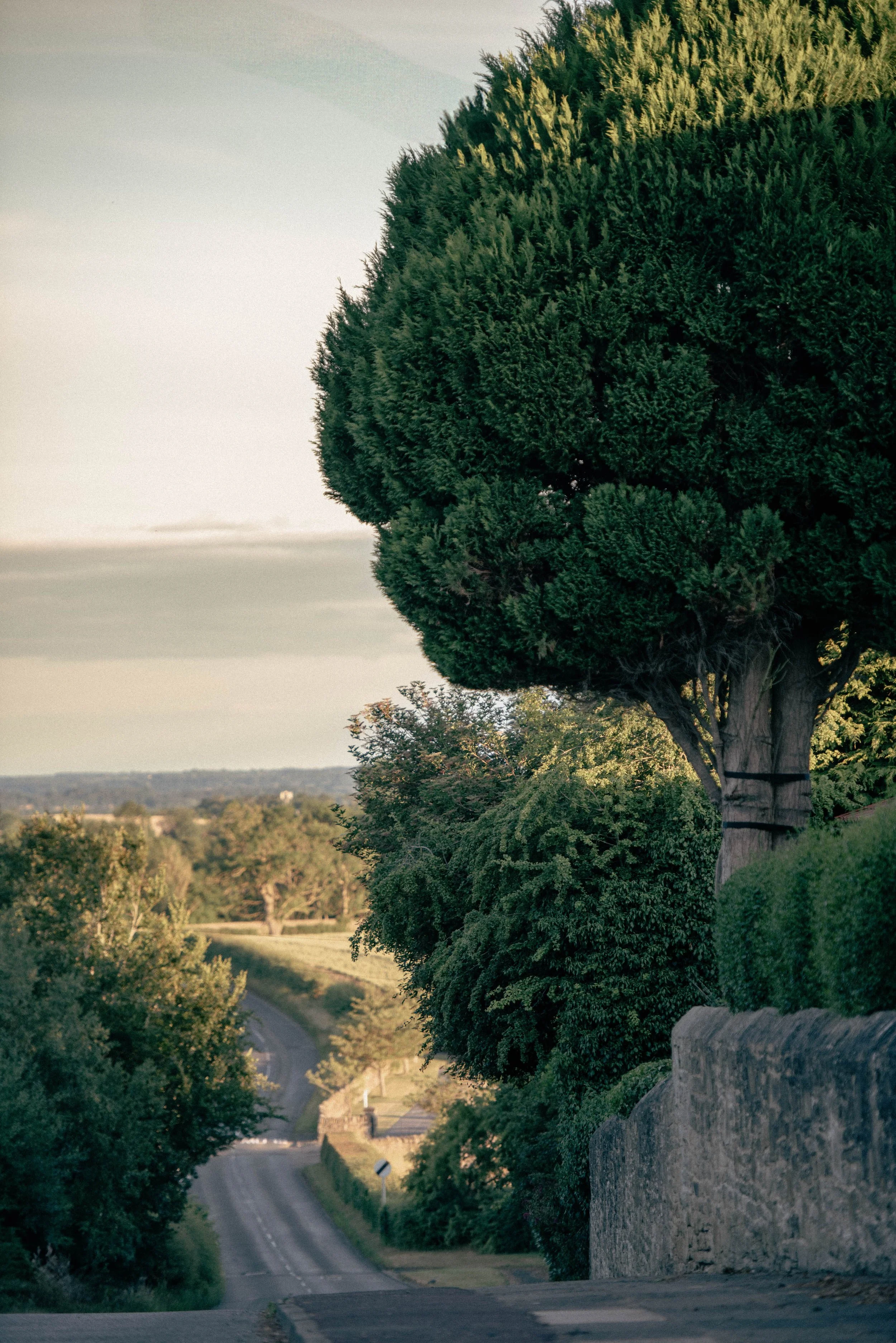 A winding country road with green trees and bushes along the sides, and a stone wall on the right side, during late afternoon or early evening.