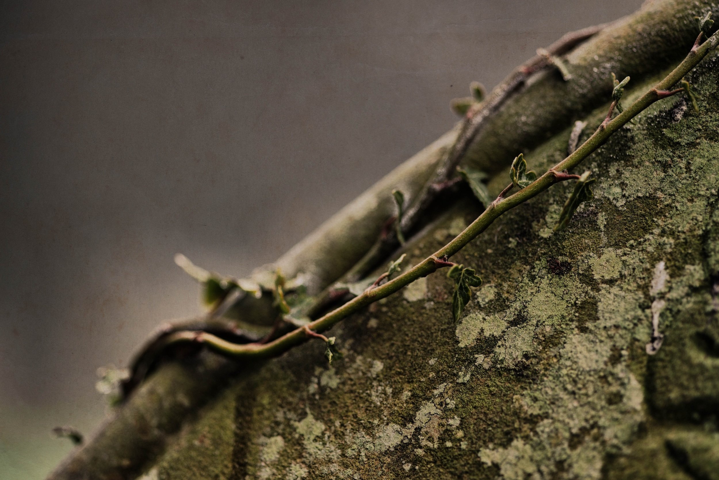 Close-up of a moss-covered tree trunk with small ivy vines growing on it.