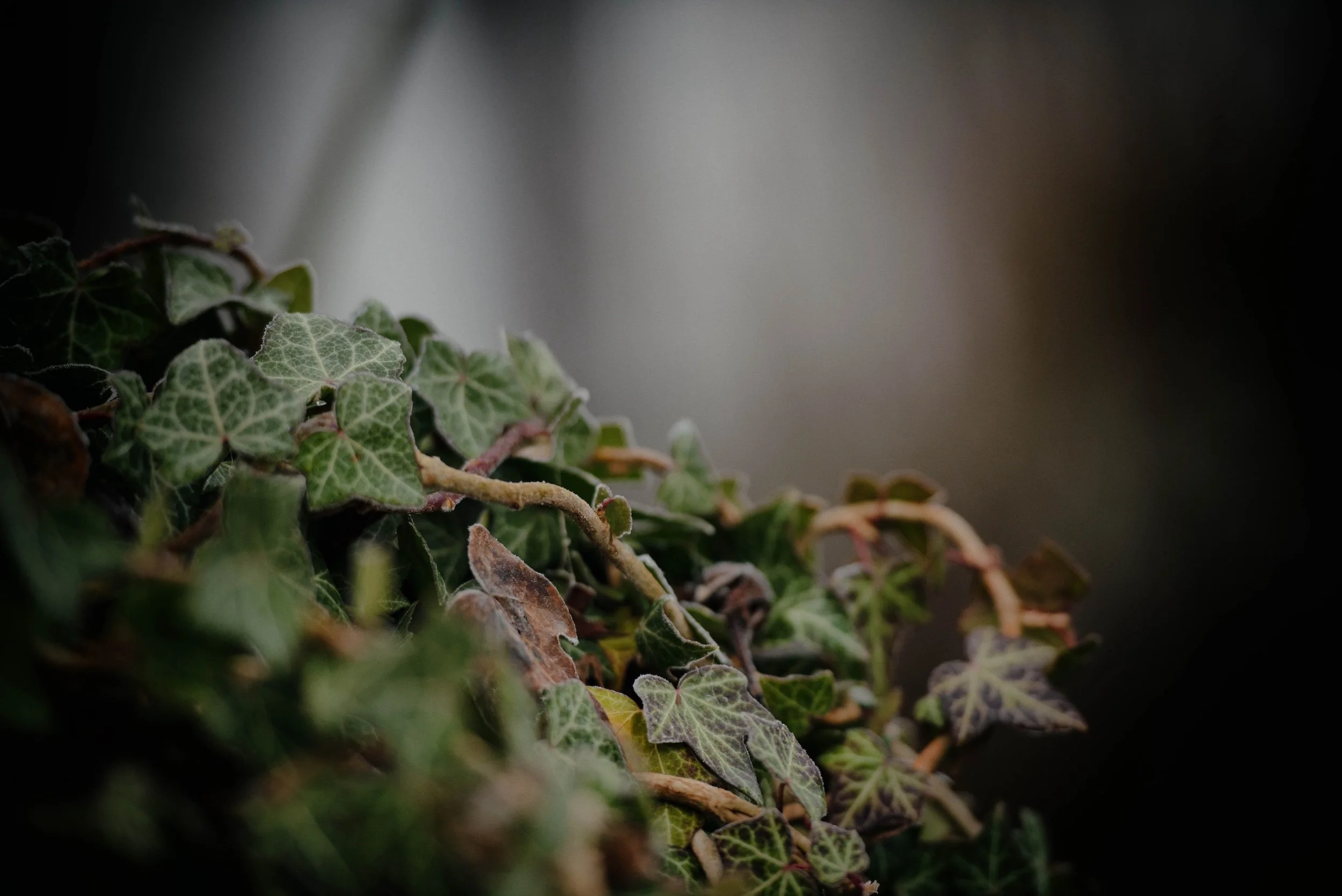 Close-up of green ivy leaves and stems, some with a variegated pattern, with a blurred background.