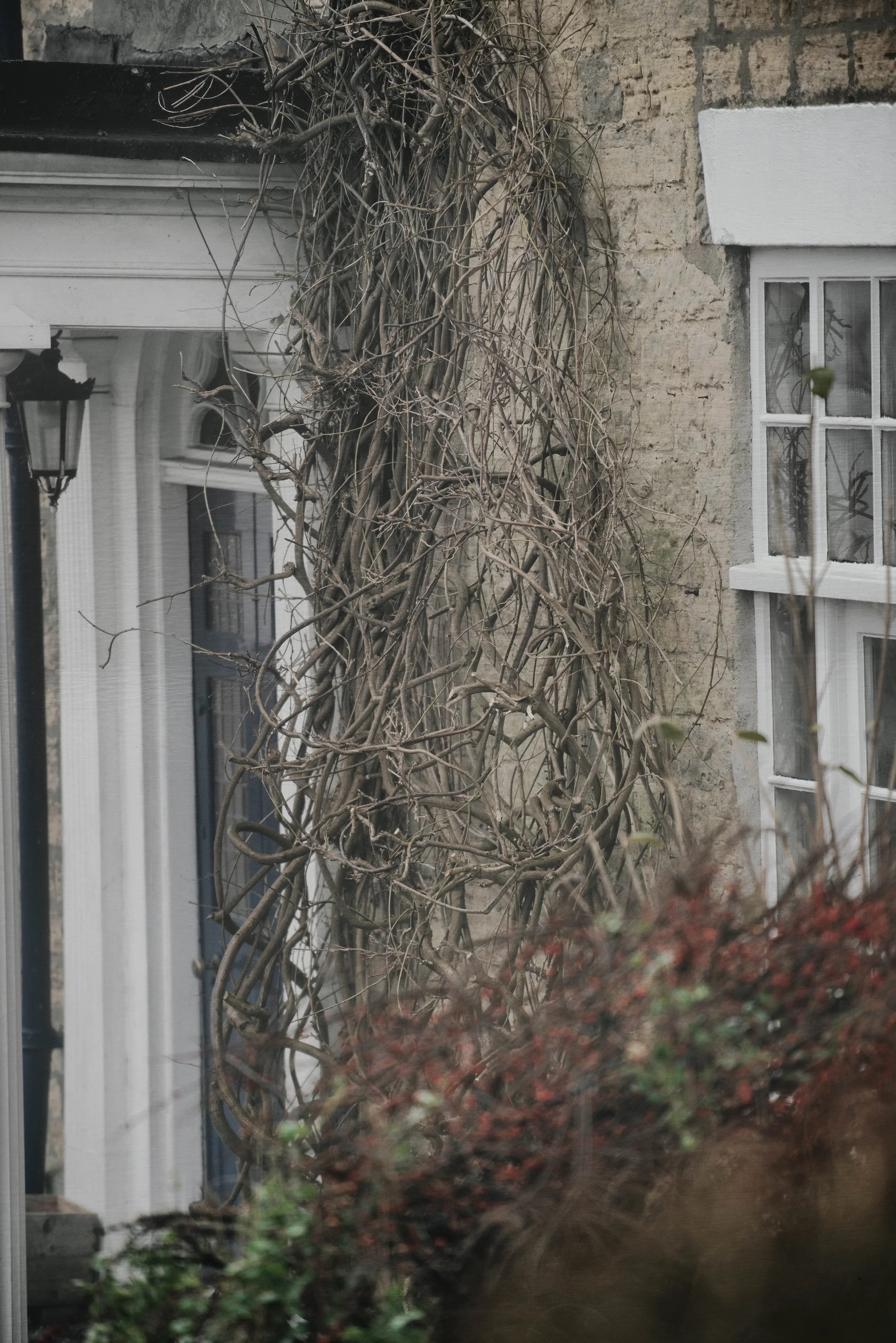A climbing plant with tangled, leafless, woody vines growing on the wall of a building with a white-framed window, next to a black street lamp, in an outdoor setting.