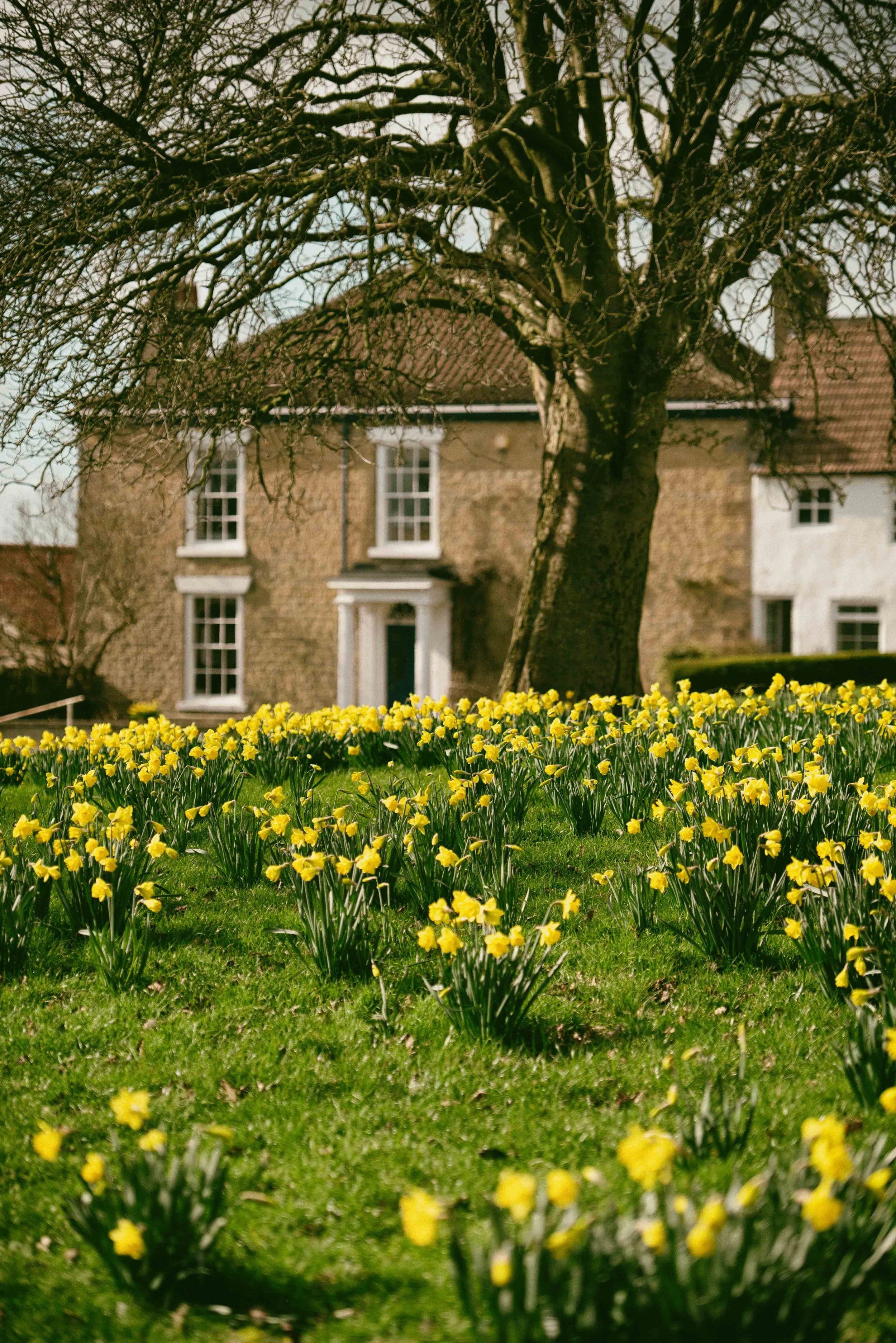 A house with a brick facade and white window frames is seen behind a tree with sparse branches. In the foreground, there is a garden bed filled with blooming yellow daffodils on a grassy area.