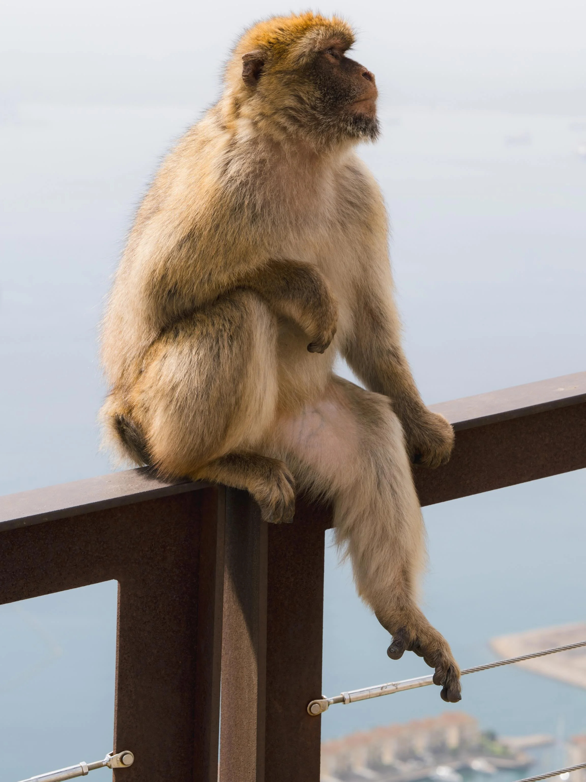 Macaques. Fun until they aren&rsquo;t 😳