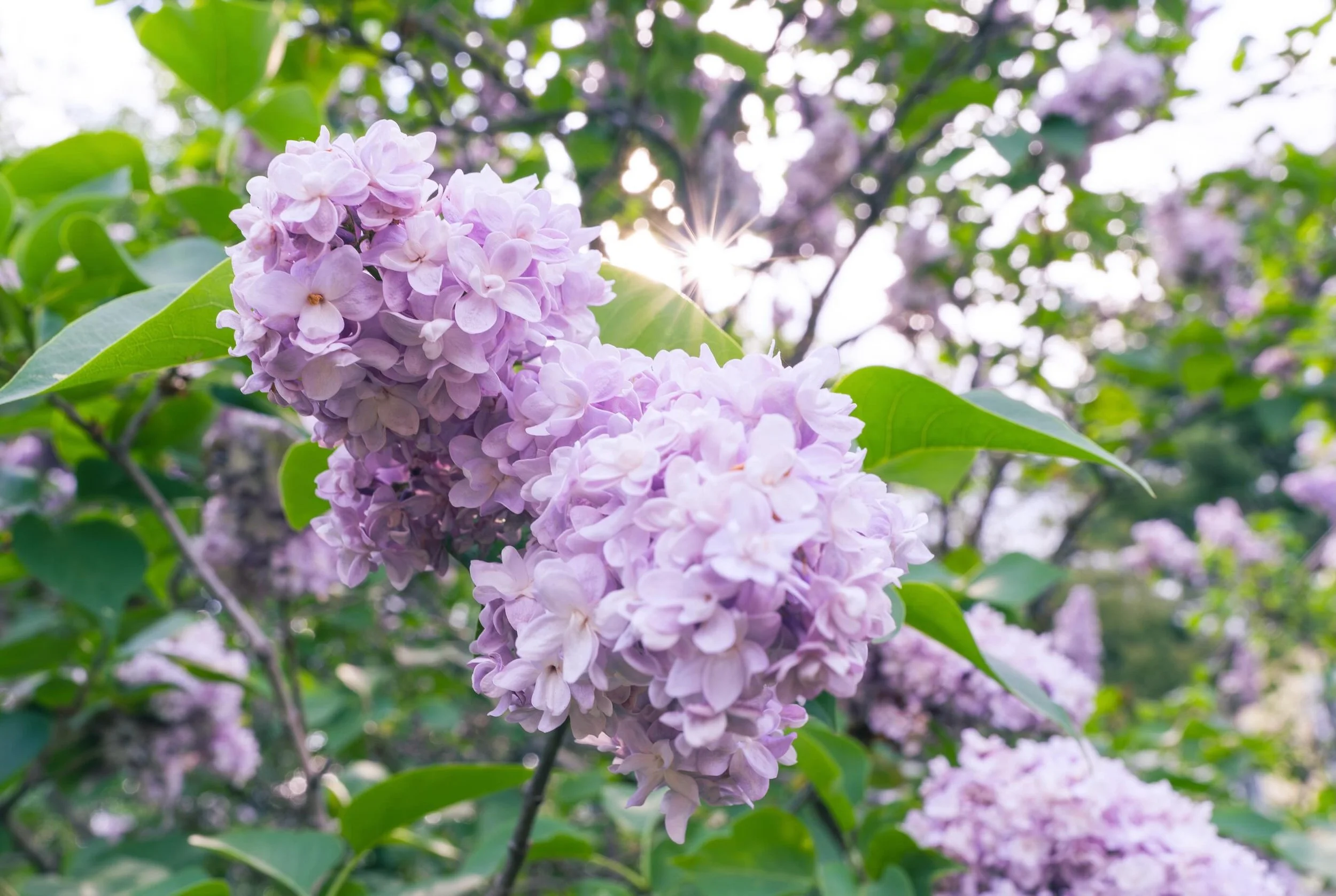Lilac season is quickly coming to a close around here. It&rsquo;s been so fragrant around our house. Steph is working on some Lilac syrup.