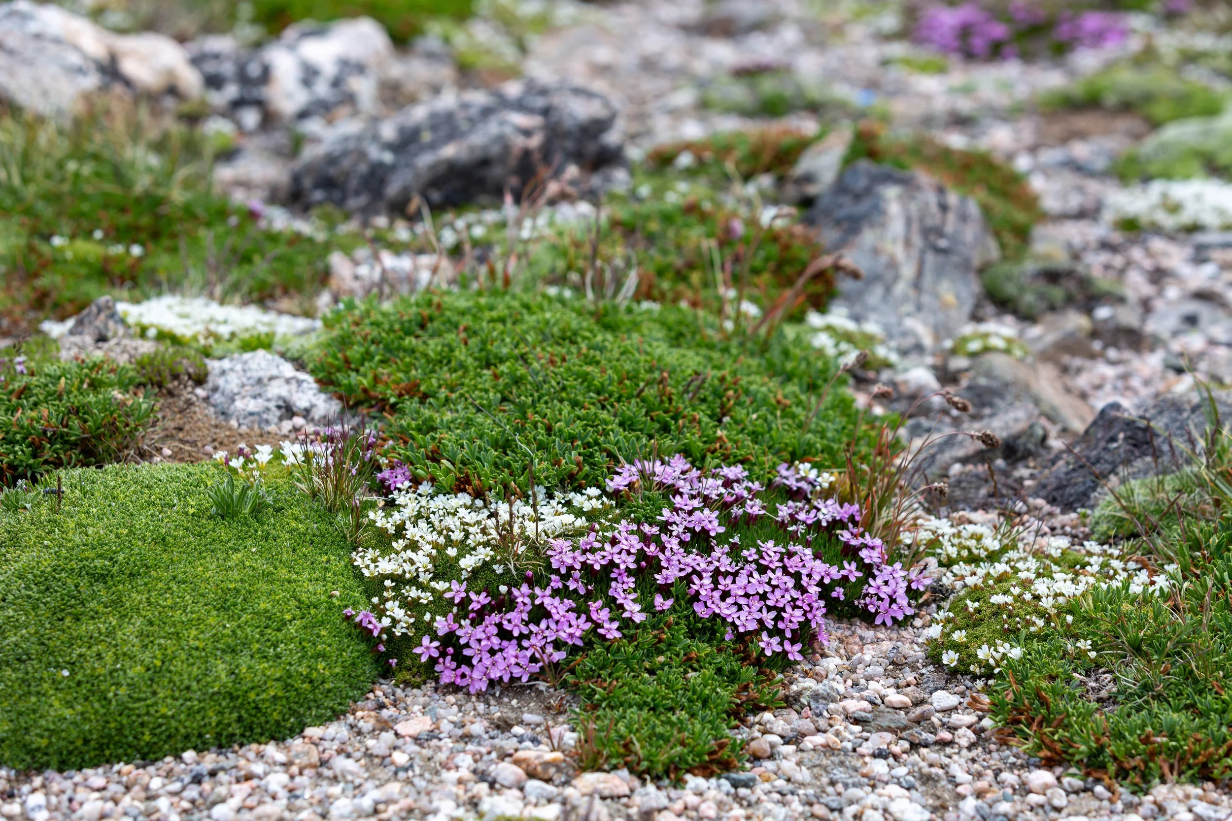 _R1A9350.jpg