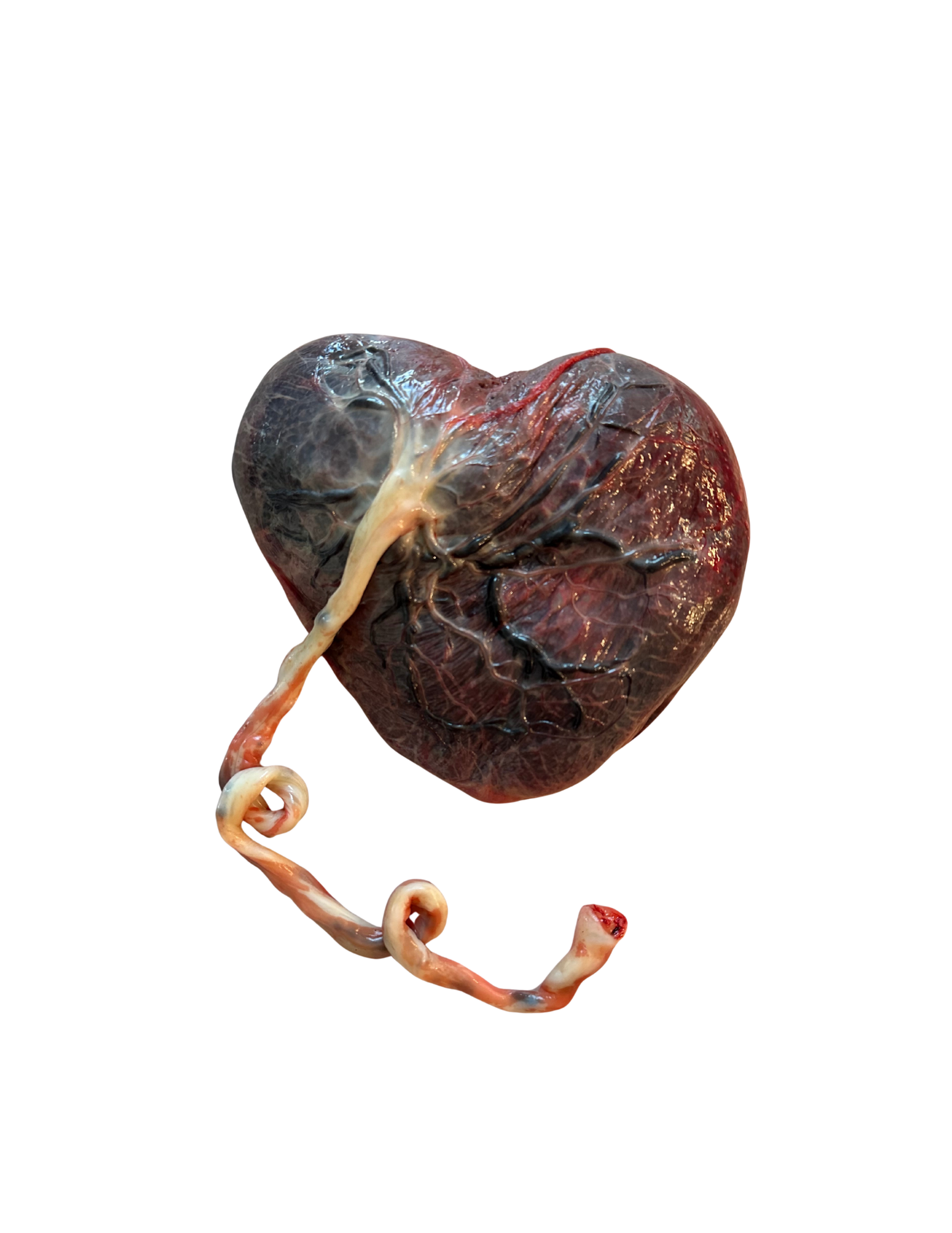 A heart shaped placenta photo  Birth and Blood Placenta Encapsulation & Doula Services, Elise Smith Tucson, AZ 