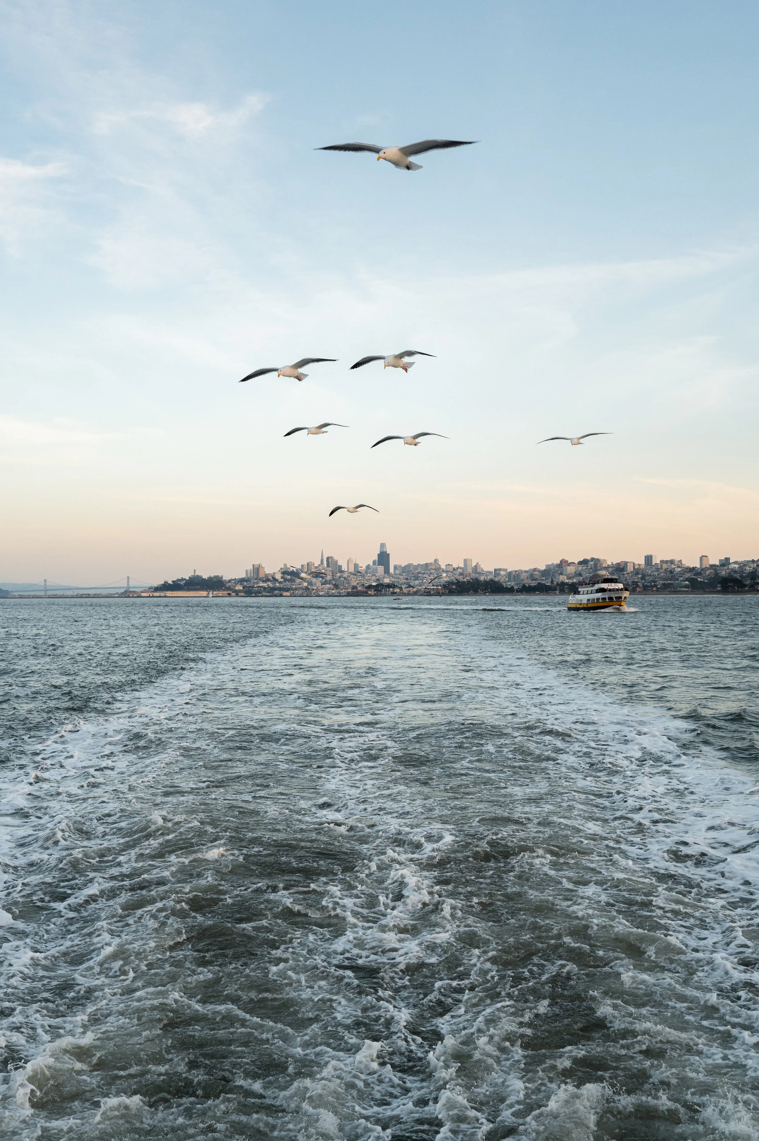 Seagulls flying over water with the San Francisco skyline and a boat in the background.