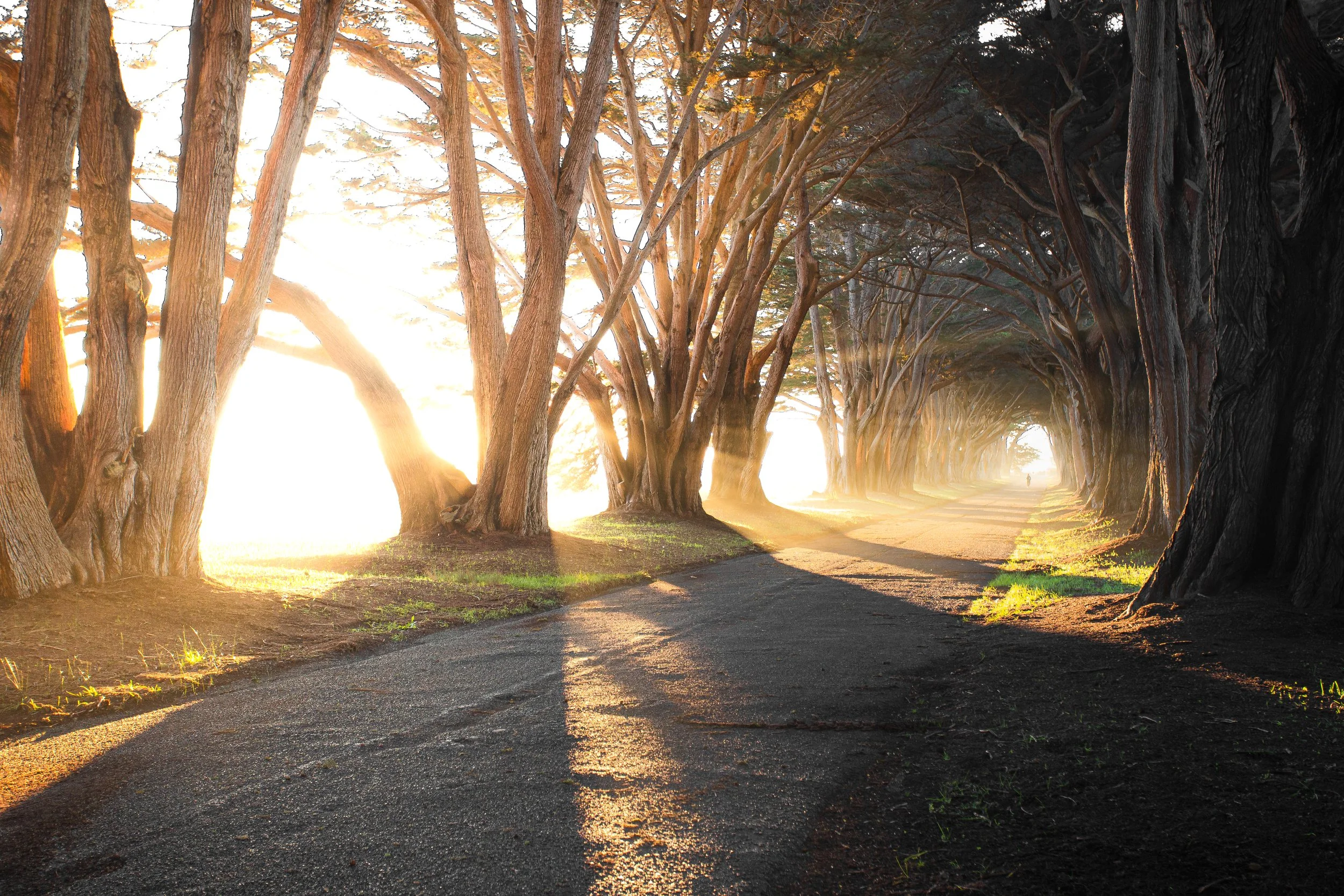 Sunlight shining through a tunnel of large, old trees lining a dirt trail.