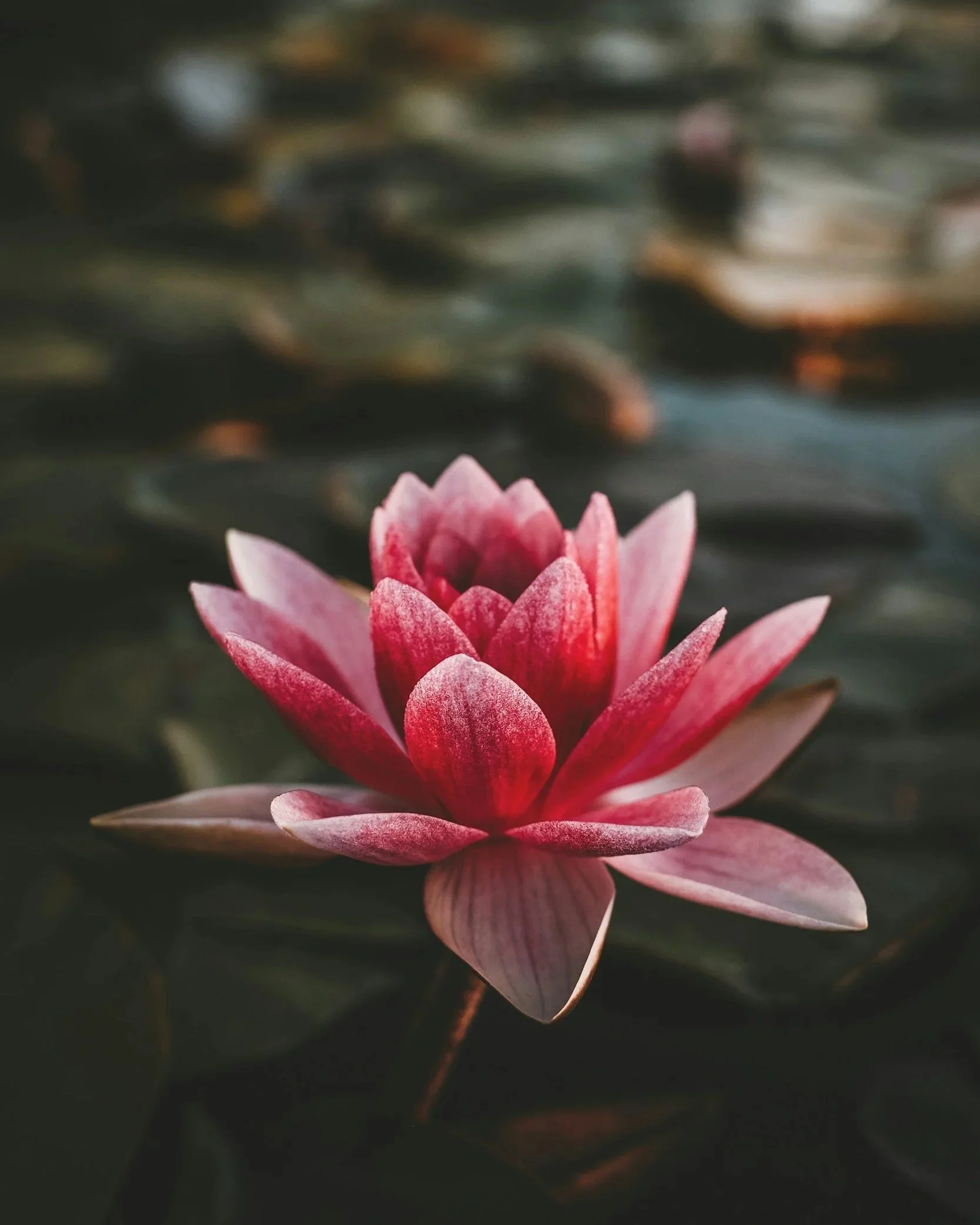 Pink and red water lily blooming on dark water surface.