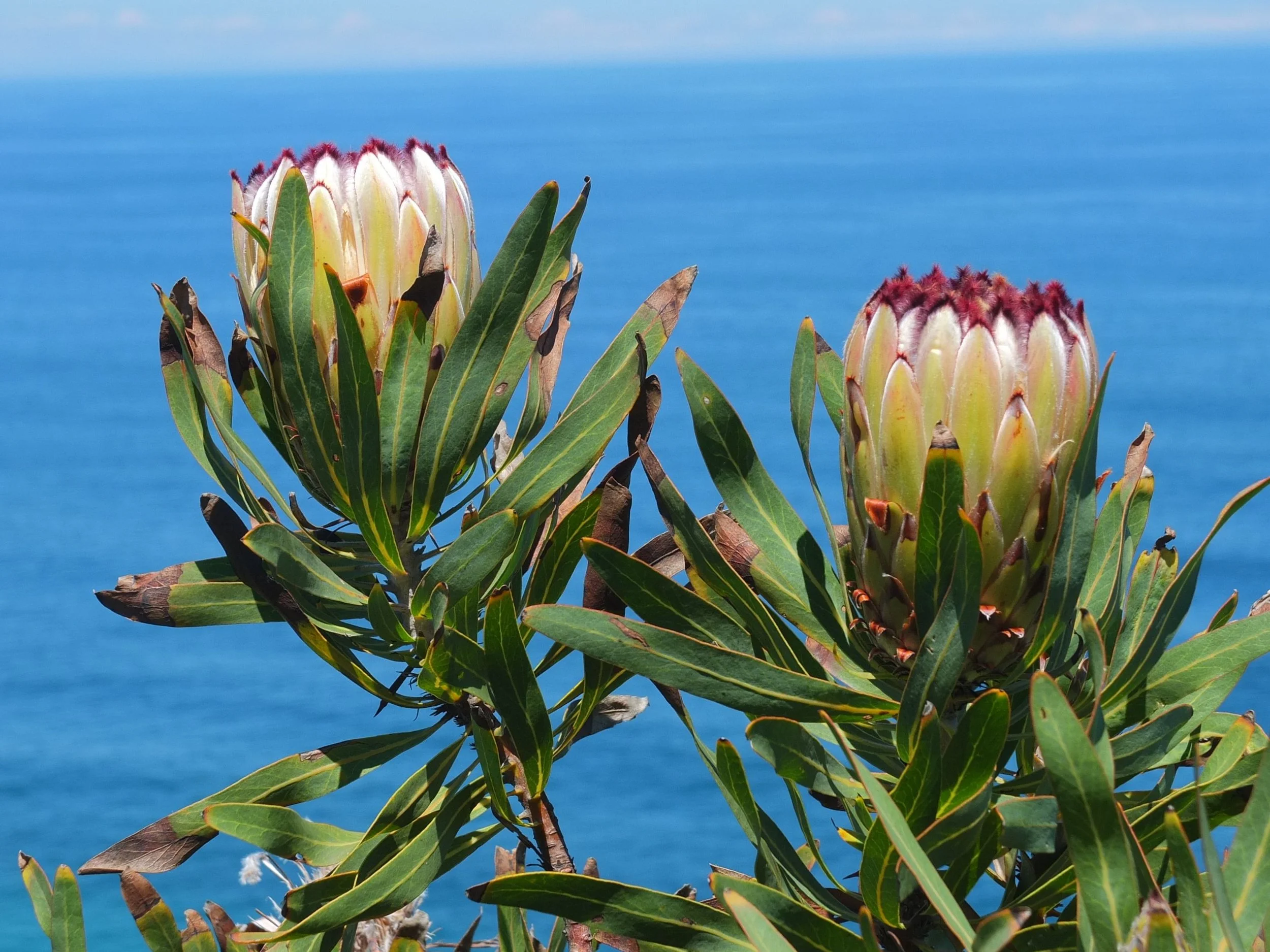Close-up of two flowering Protea plants with large, cone-shaped flower heads surrounded by green leaves, against a backdrop of a blue sky and ocean.