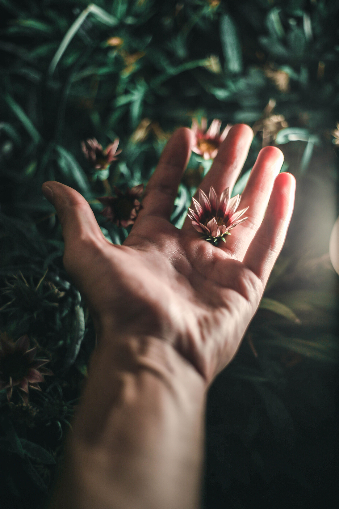 A person's hand holding a small pink flower with many petals, surrounded by green foliage.