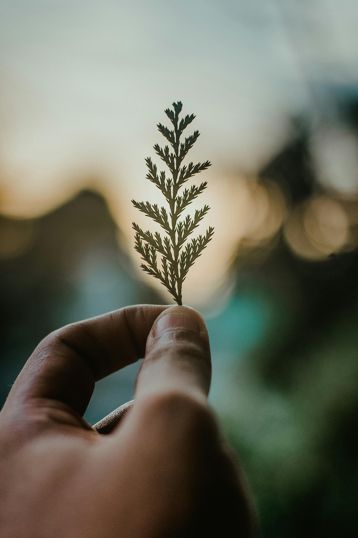 A person's hand holding a small, detailed leaf with a blurred background.