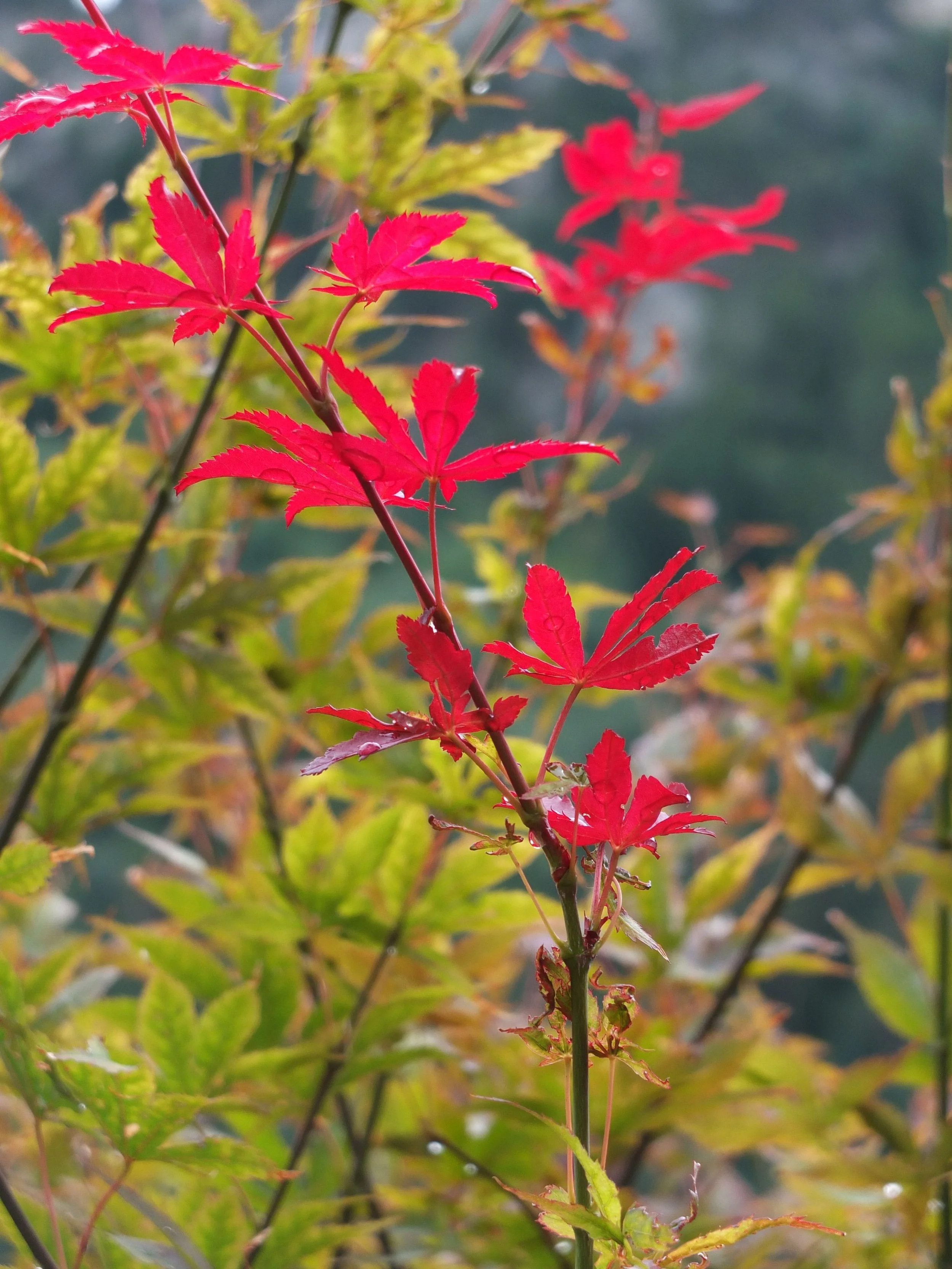 Close-up of red and green autumn leaves on a plant with a blurred background.
