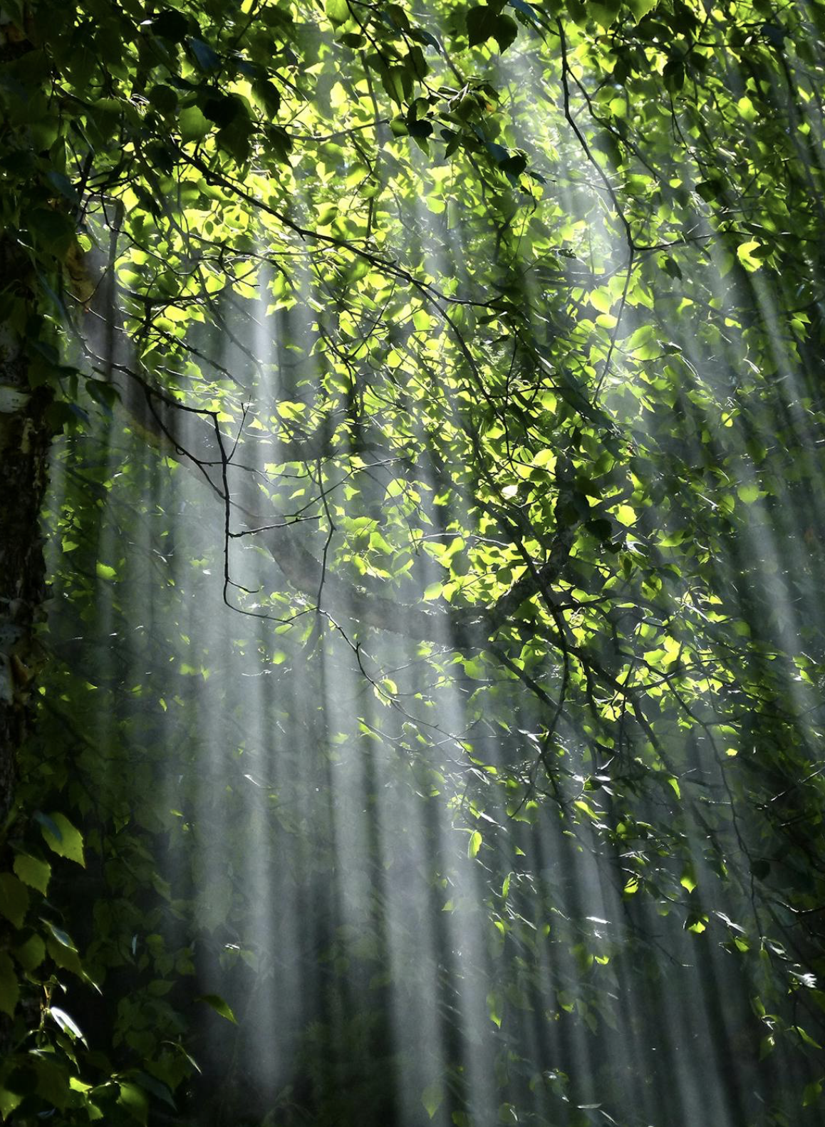 Sunlight streaming through green leaves in a forest.