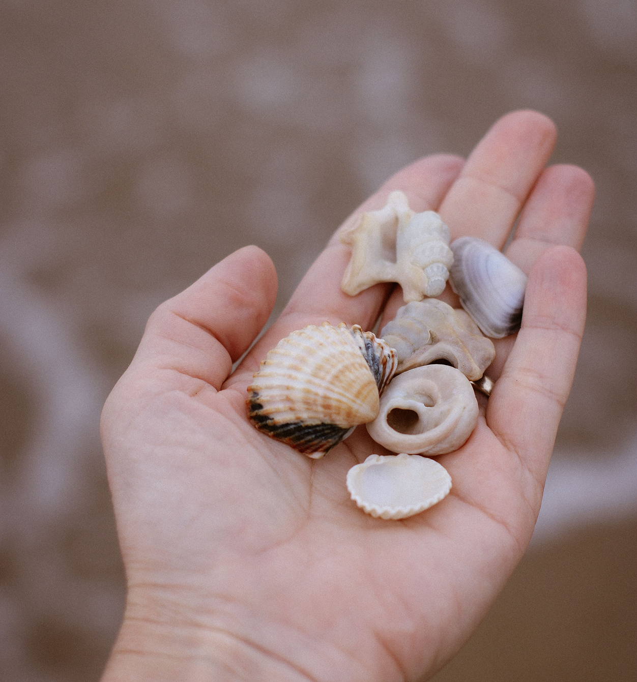 A person's hand holding various seashells, including scallops, conch, and snail shells, against a blurred background.