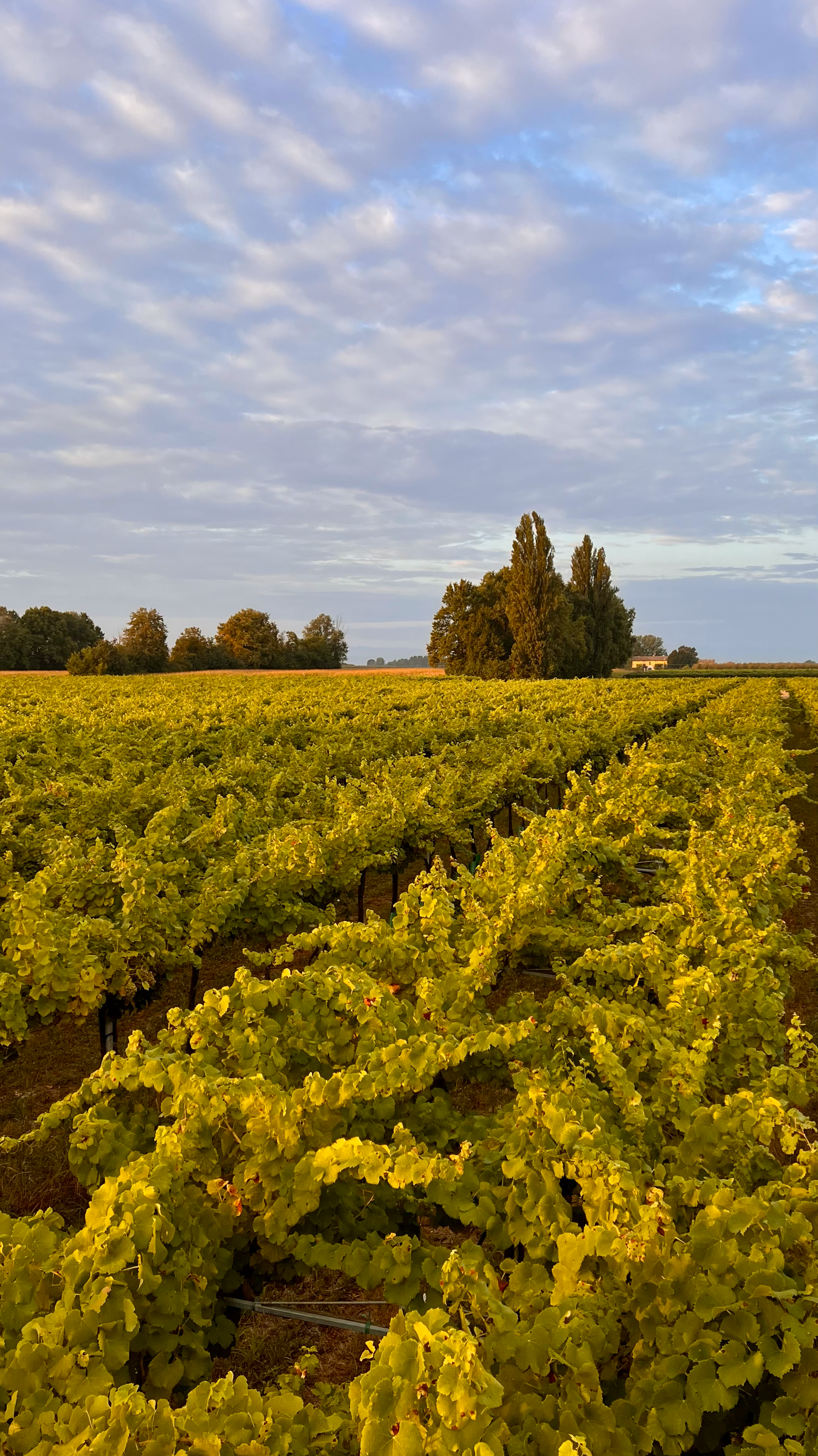 Vigneto di Traminer presso Cantina Martinelli Carpi