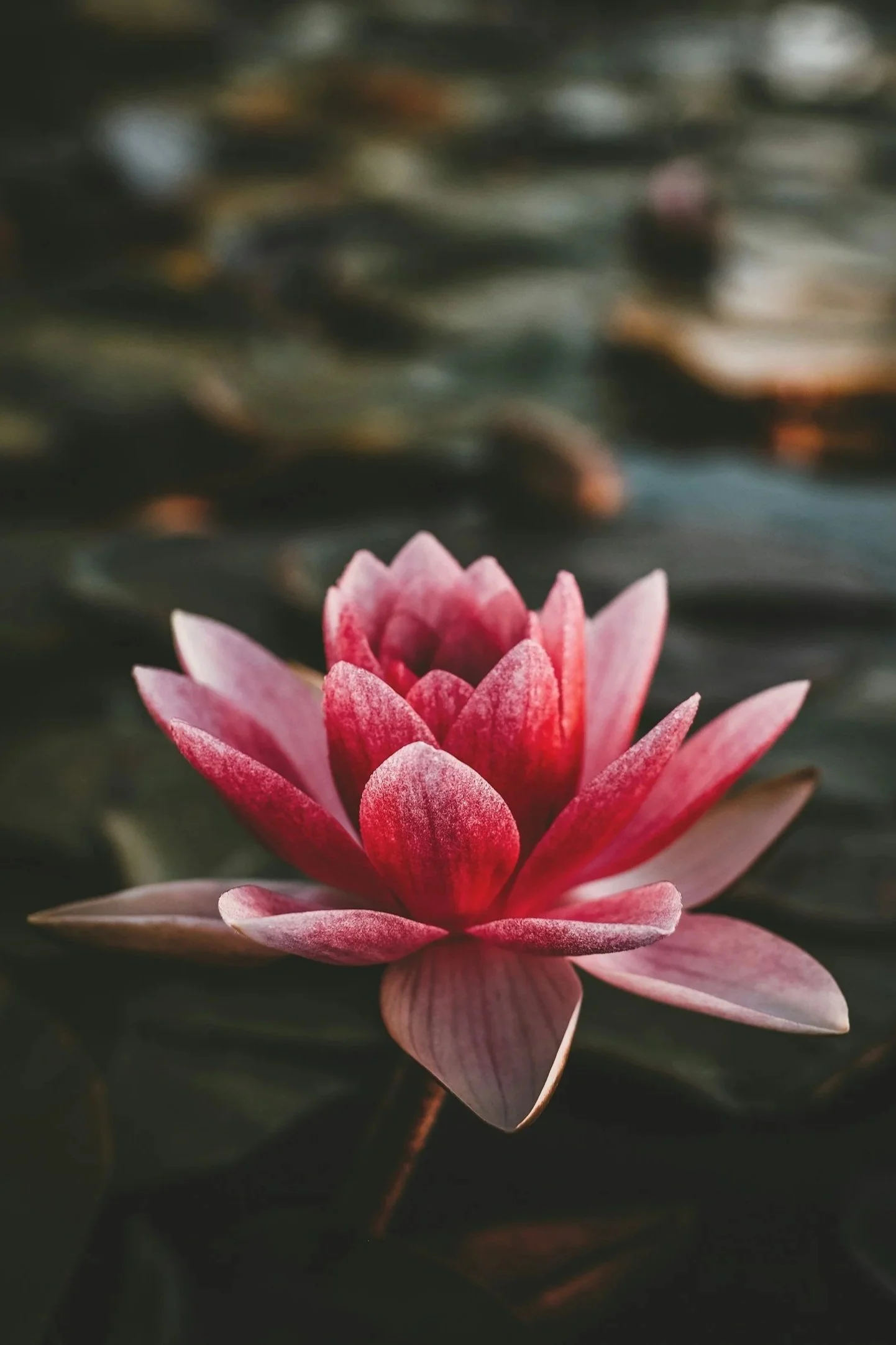 A pink and white water lily floating on dark water with blurred lily pads in the background.