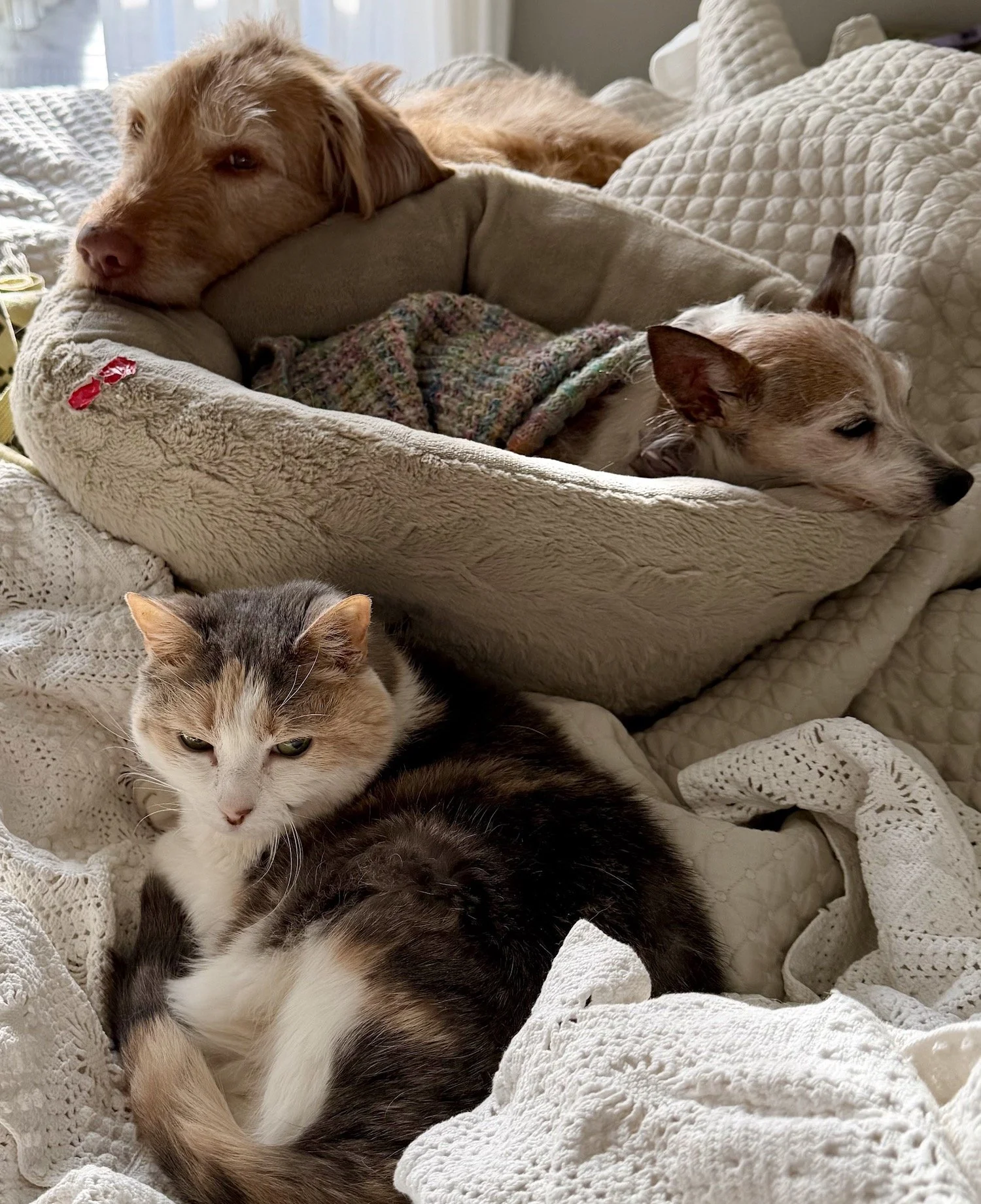 Studio+Pets.jpeg