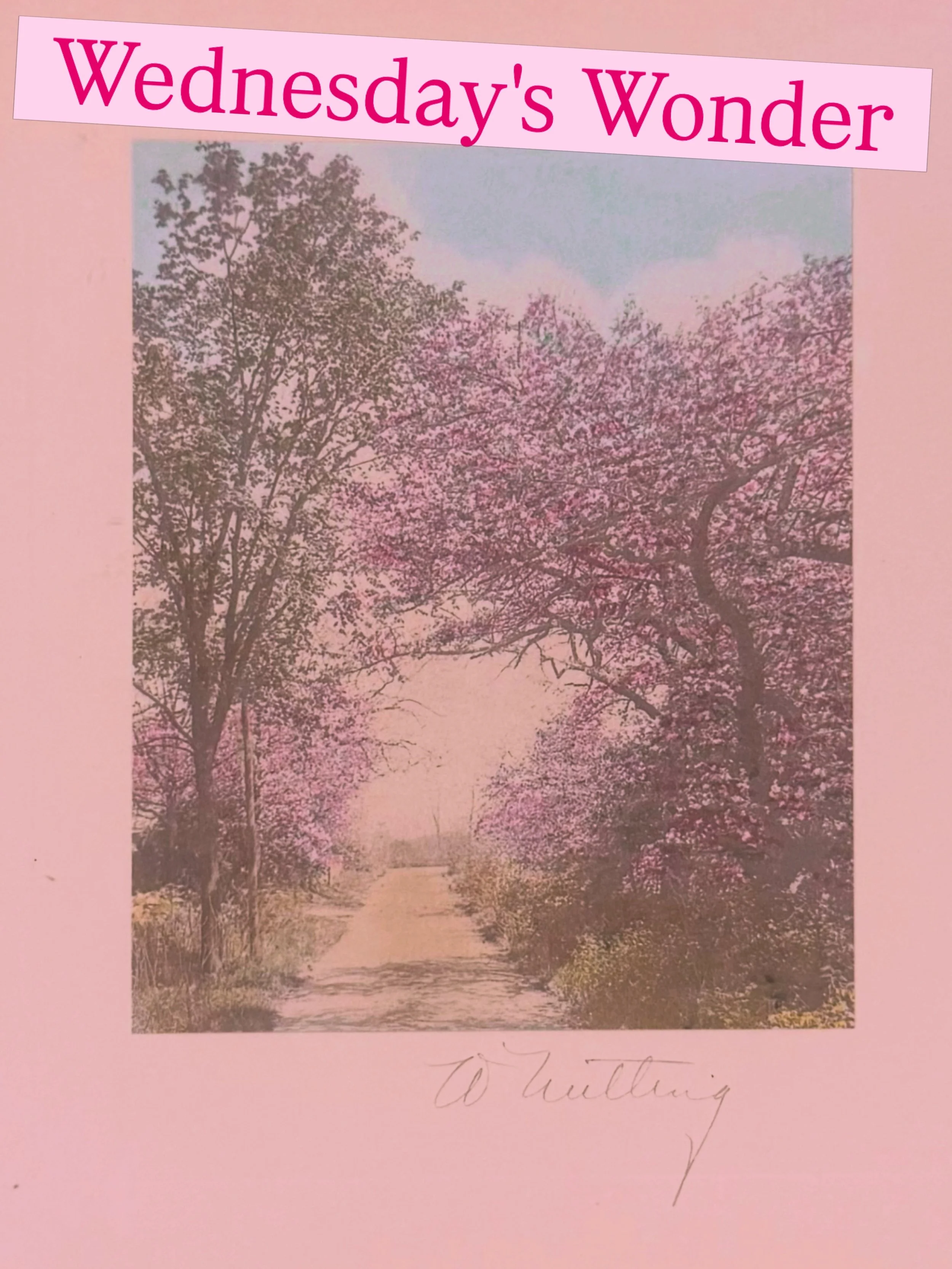Wallace Nutting, early 1900's hand tinted platinum photo prints #wallacenuttingtintedphotograph #vintagestyle #nostalgiaphotography #shopdmvlocalbusinesses