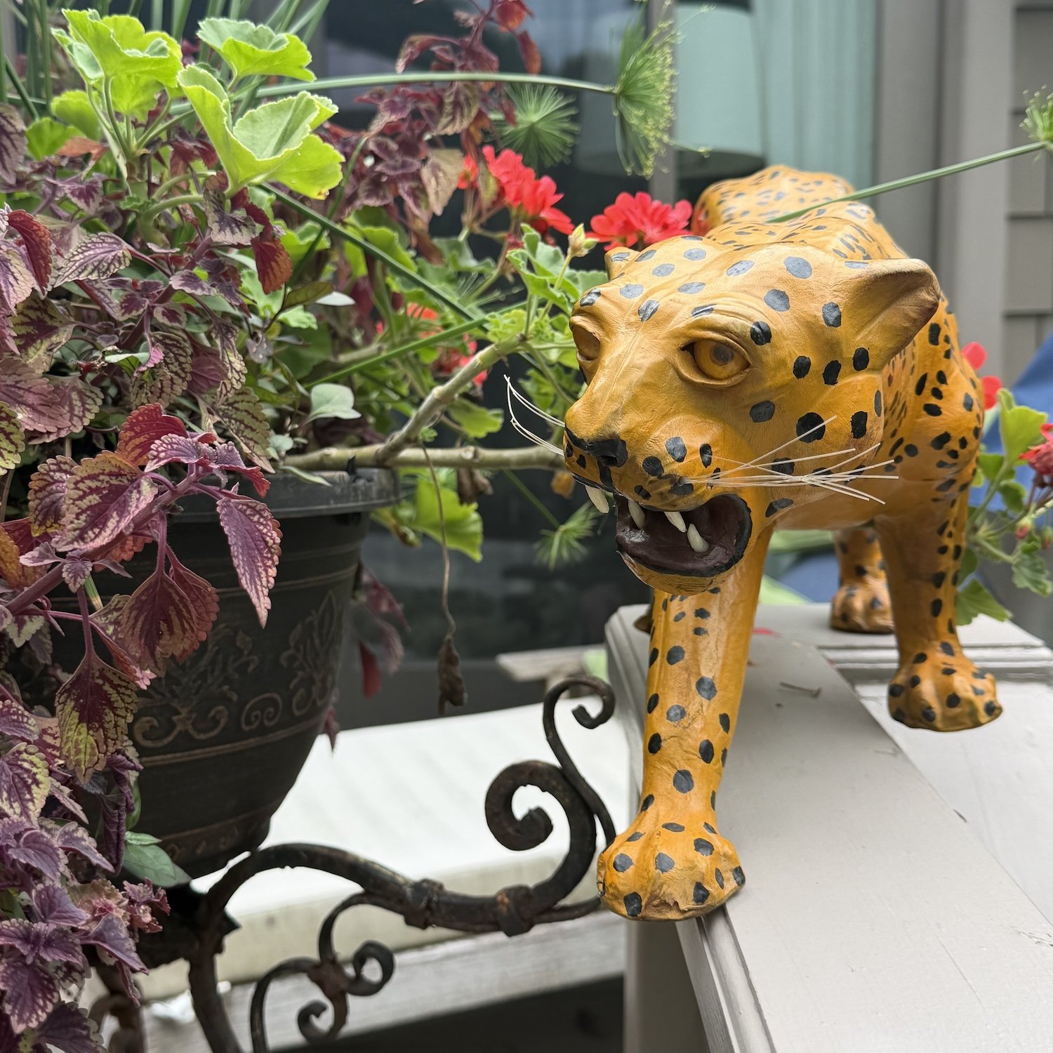 cheetah.jpeg