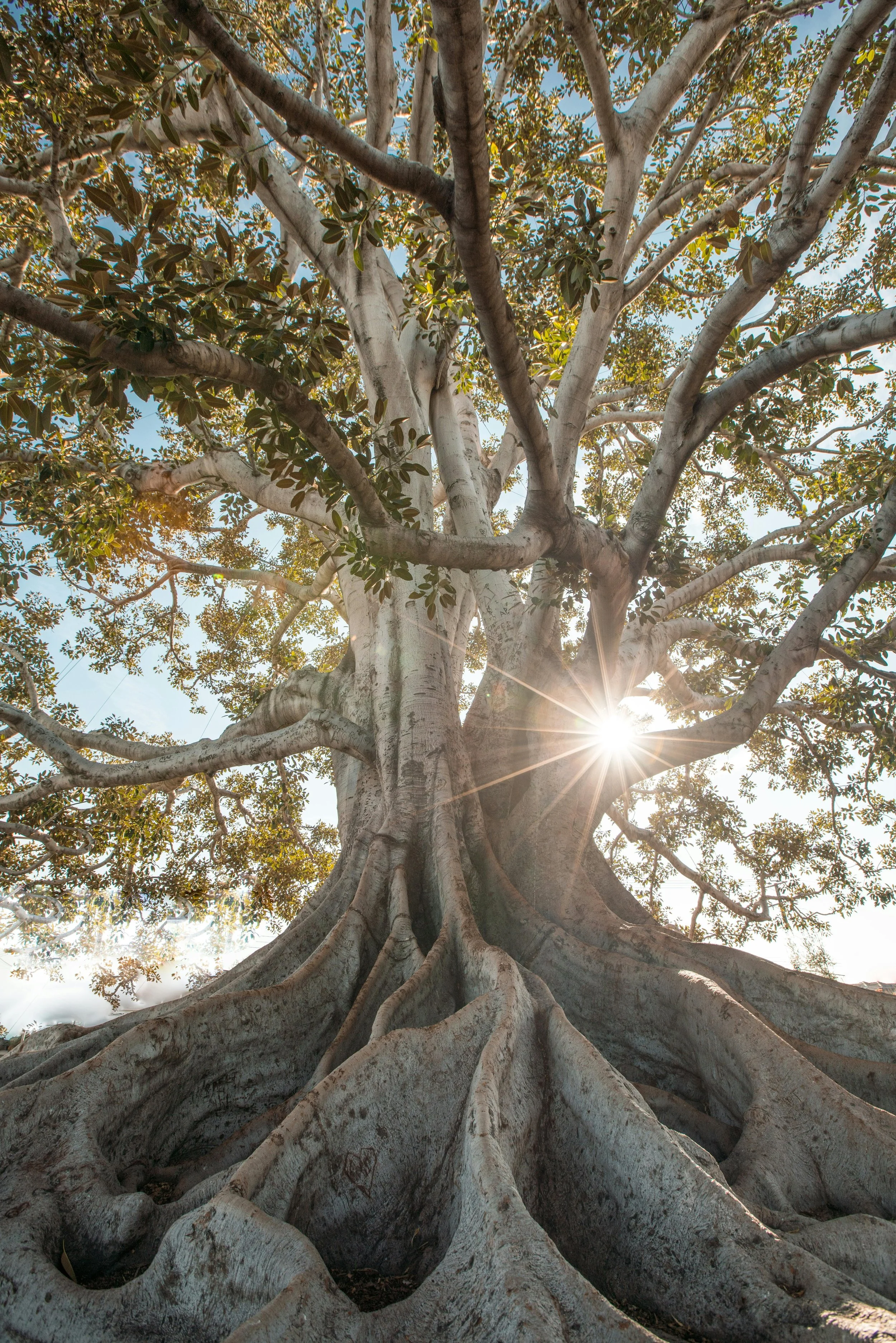 Low-angle view of a large tree with thick roots and branches, with the sun shining through the leaves.