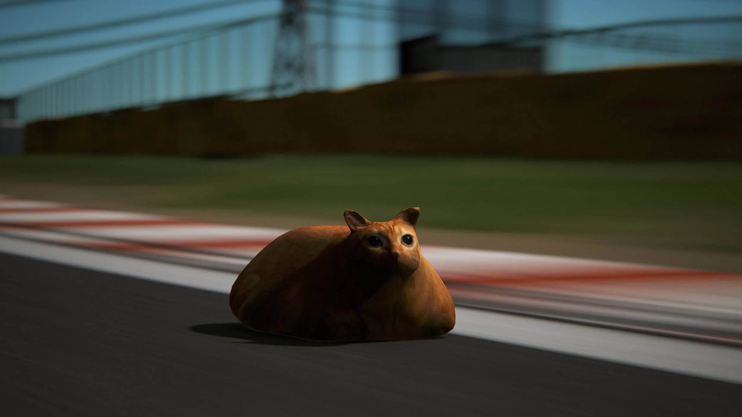 Orange cat mod - racing on track