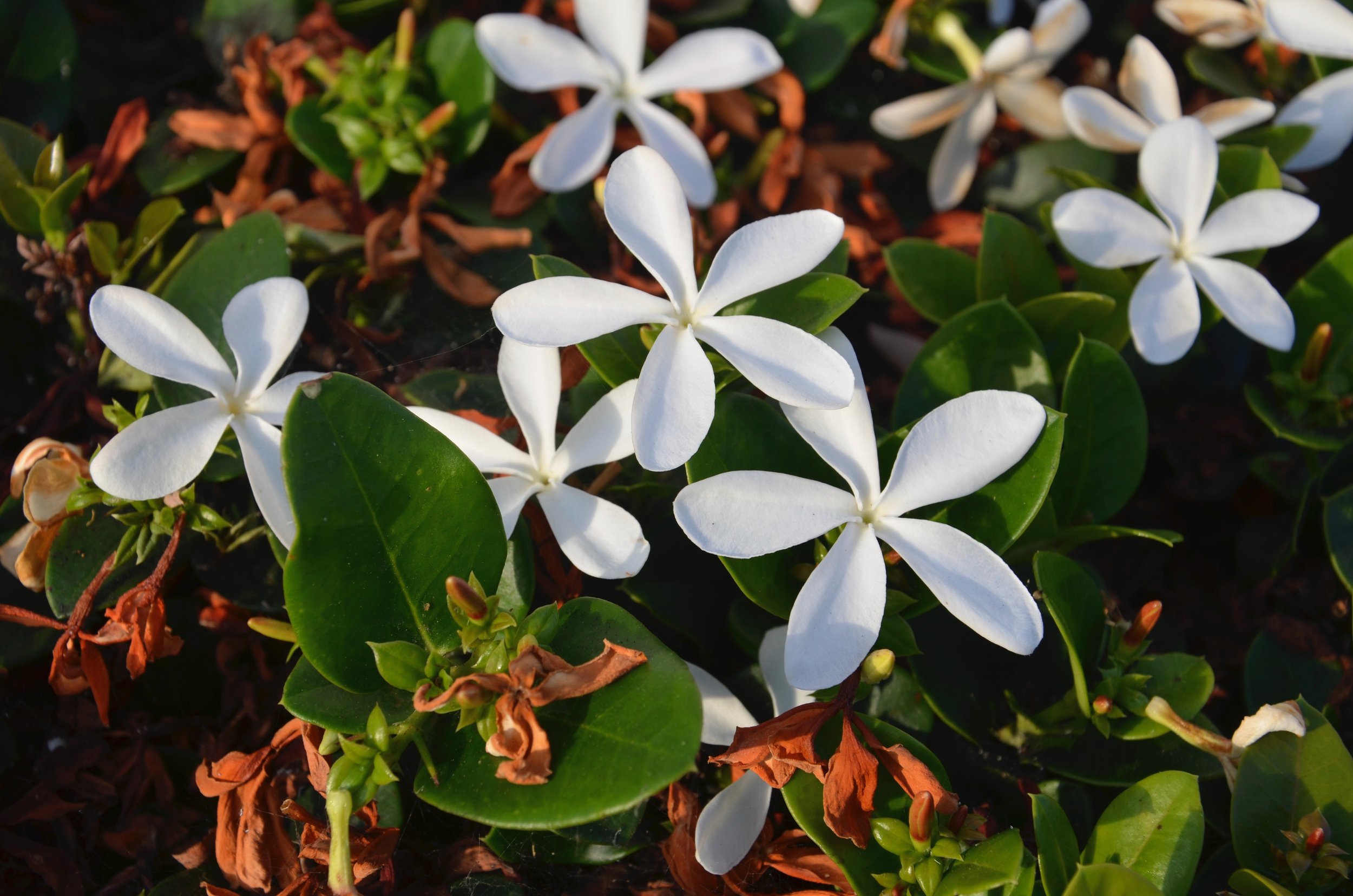 Aesthetic Responses and Preferences to Natural Environments