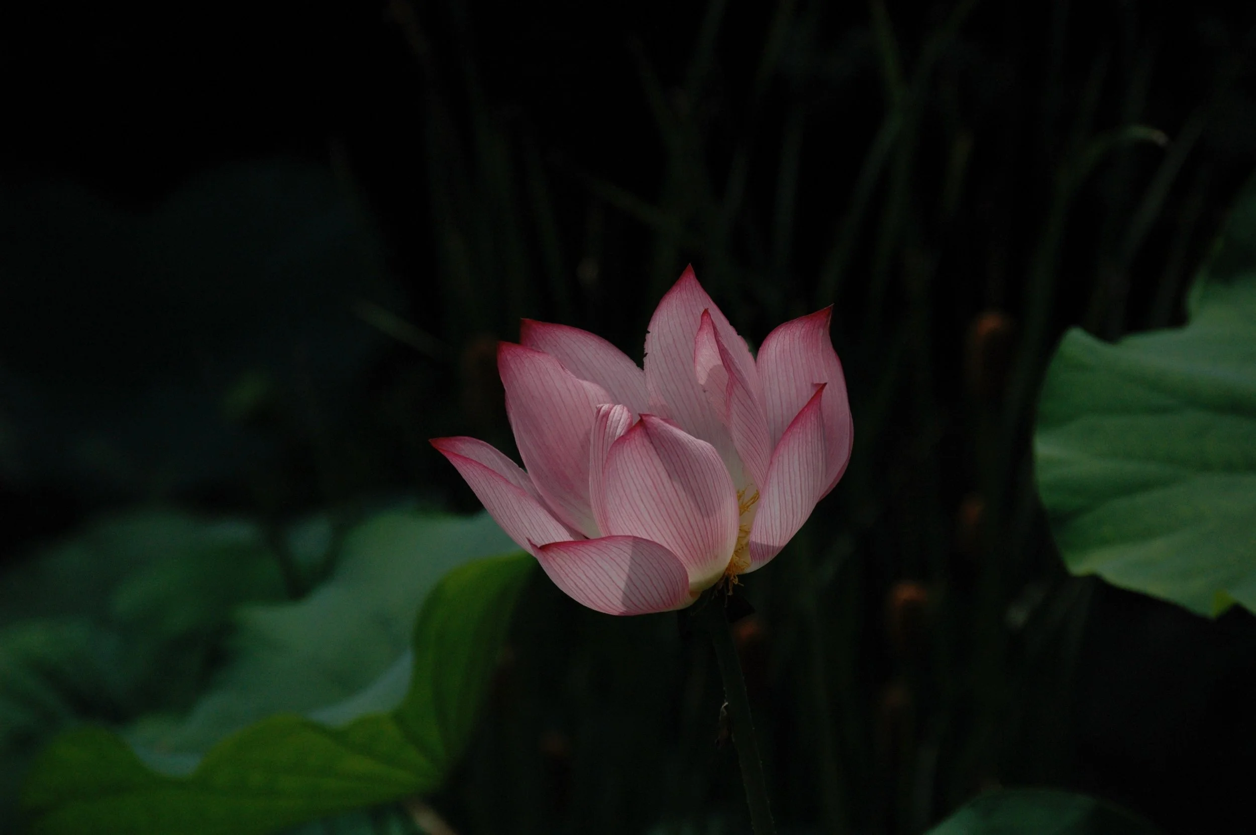 Attention Restoration Theory