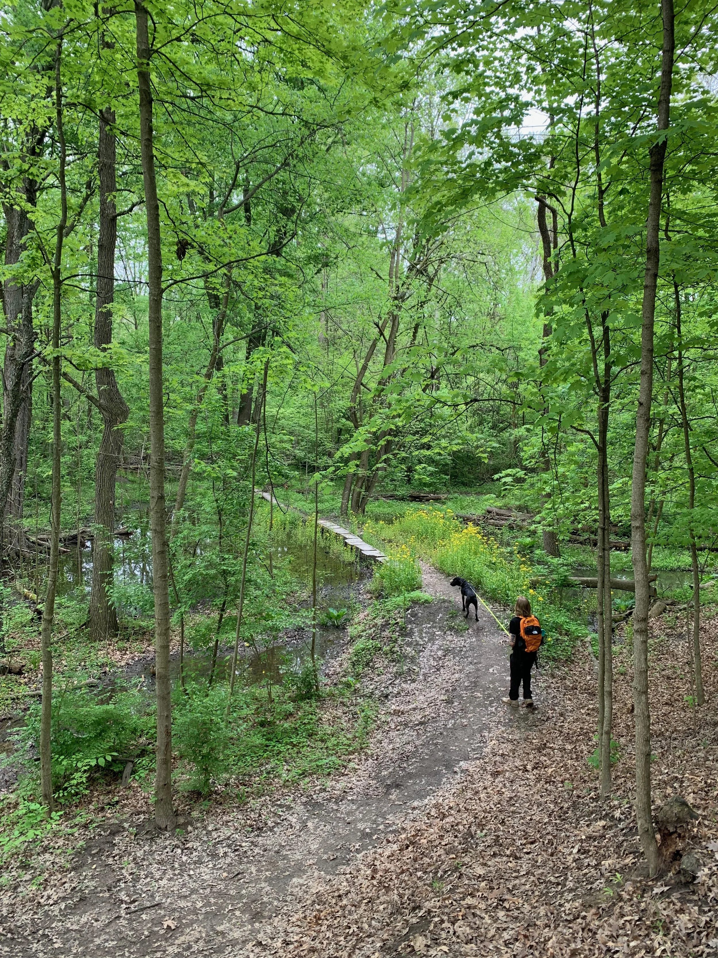 person walking in forest